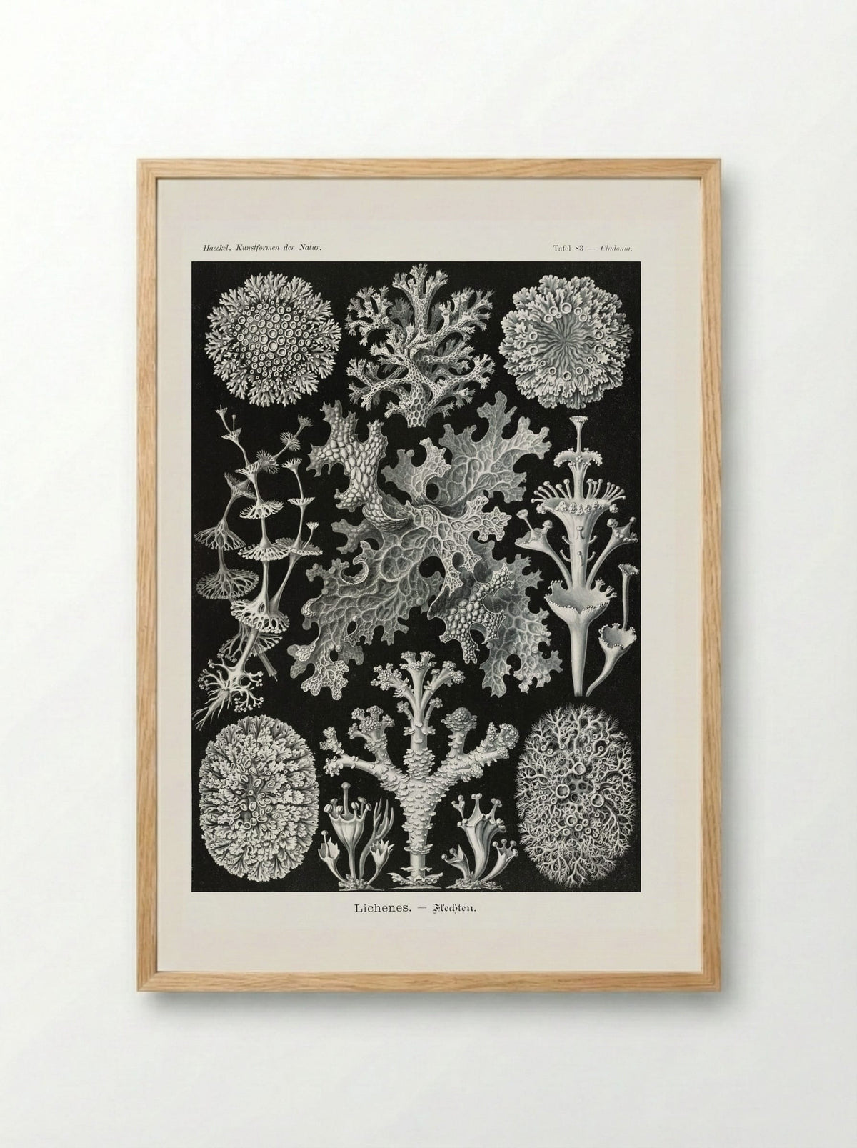 Lichenes-Flechten (1904) - Ernst Haeckel - Framed Print Wood