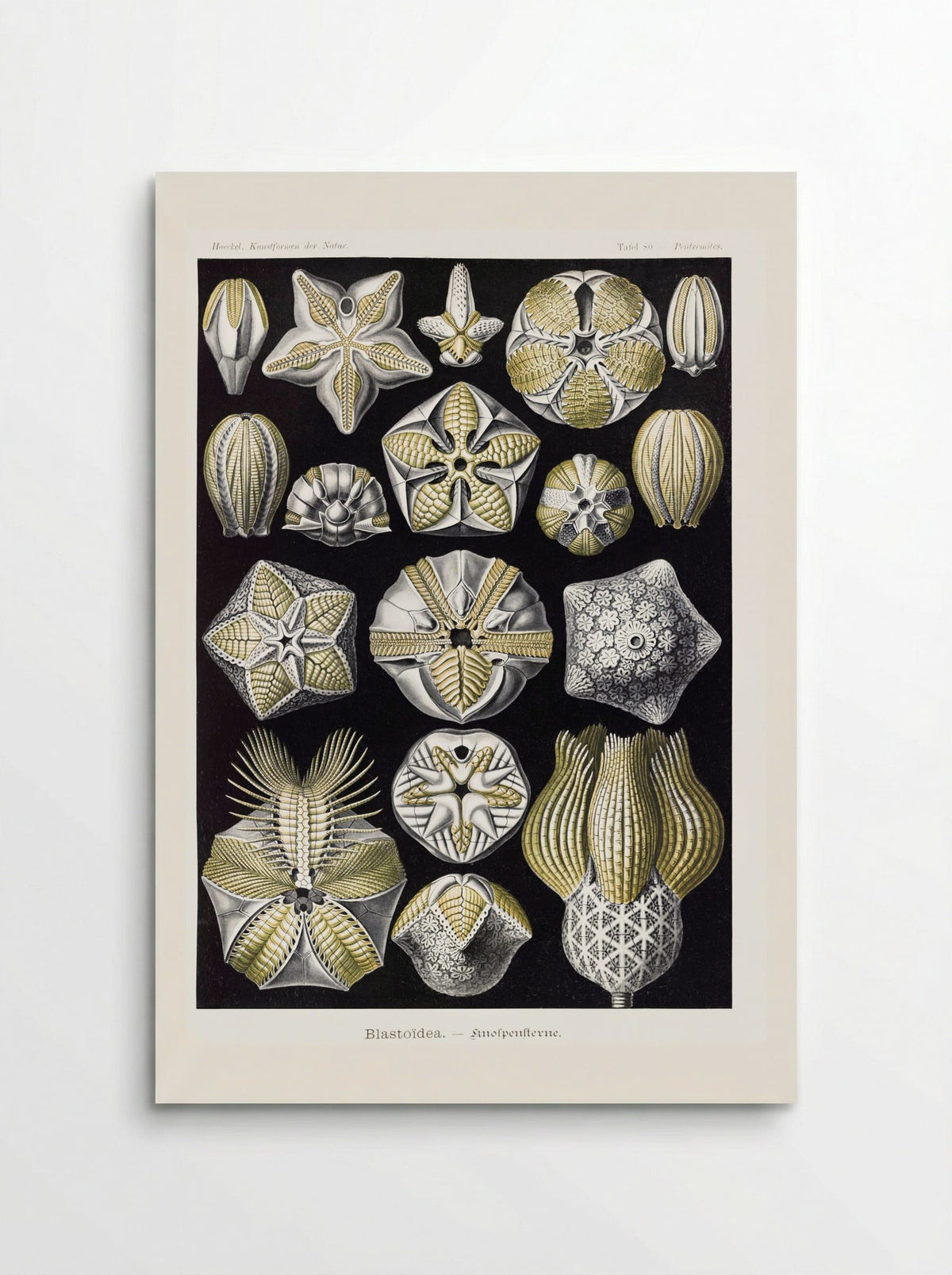 Blastoïdea-Knospensterne (1904) - Ernst Haeckel - Poster