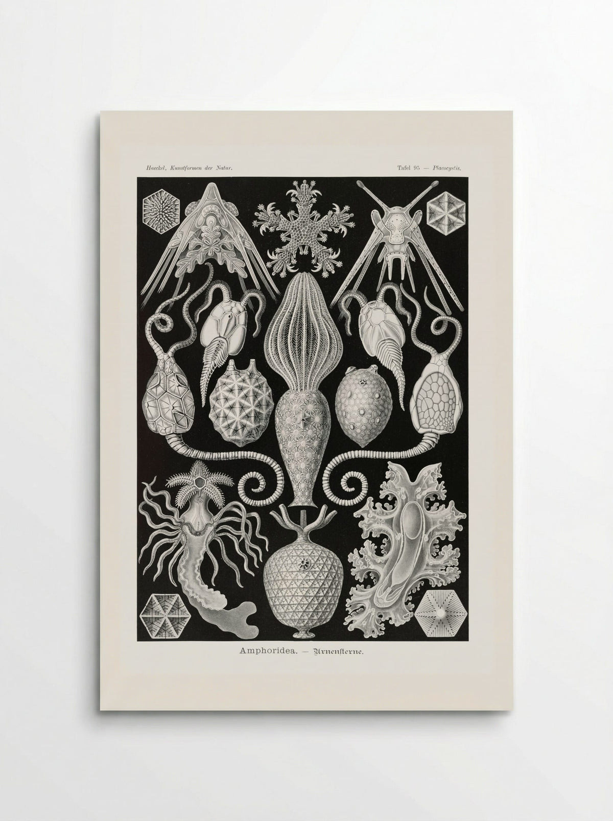 Amphoridea-Urnensterne (1904) - Ernst Haeckel - Poster