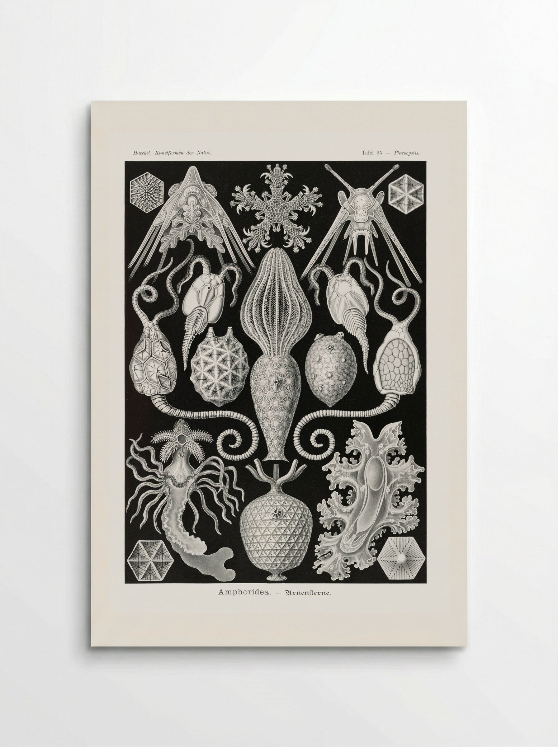 Amphoridea-Urnensterne (1904) - Ernst Haeckel - Poster