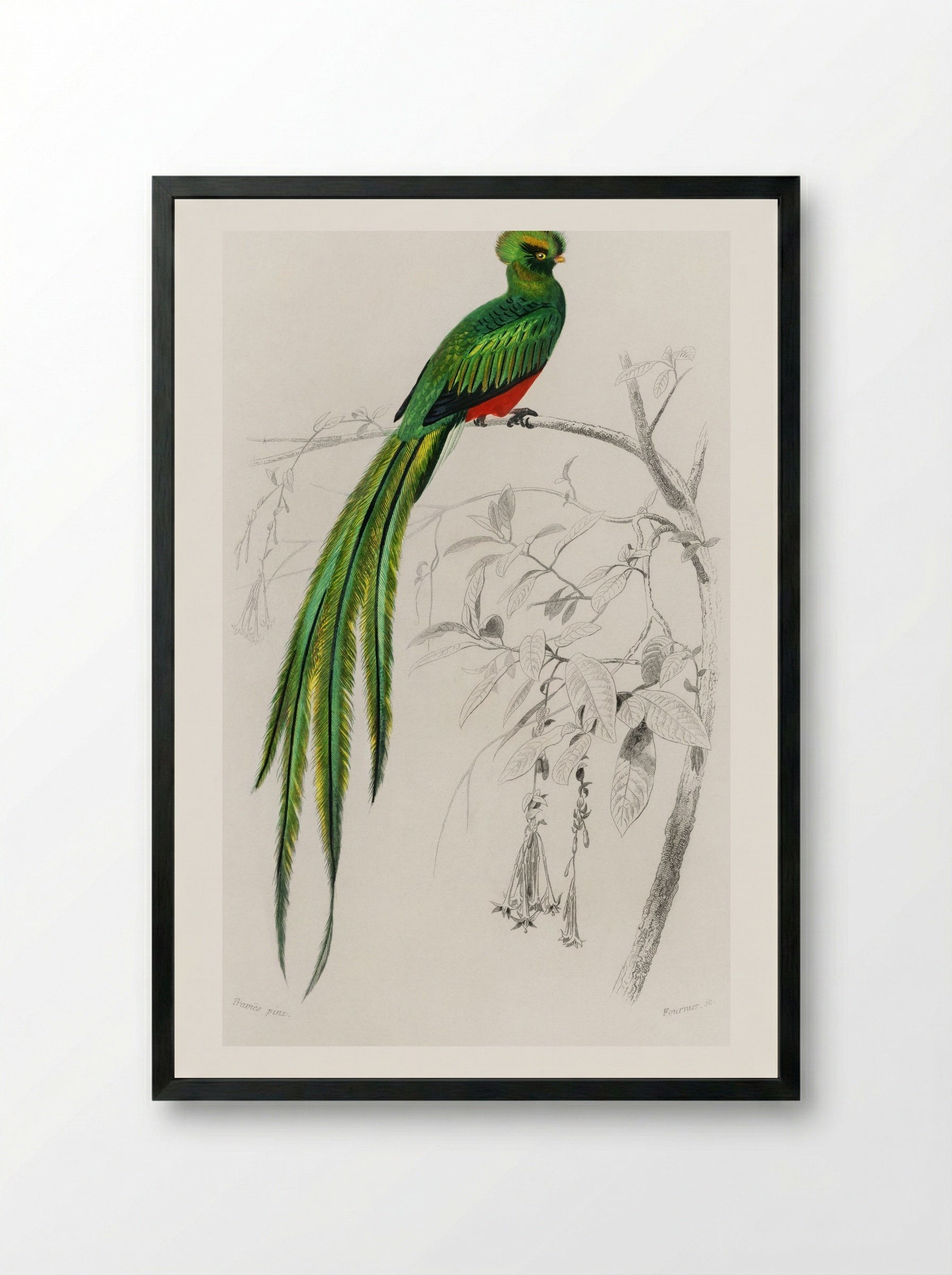 Pavonine Quetzal - Charles Dessalines D'Orbigny - Framed Print Black