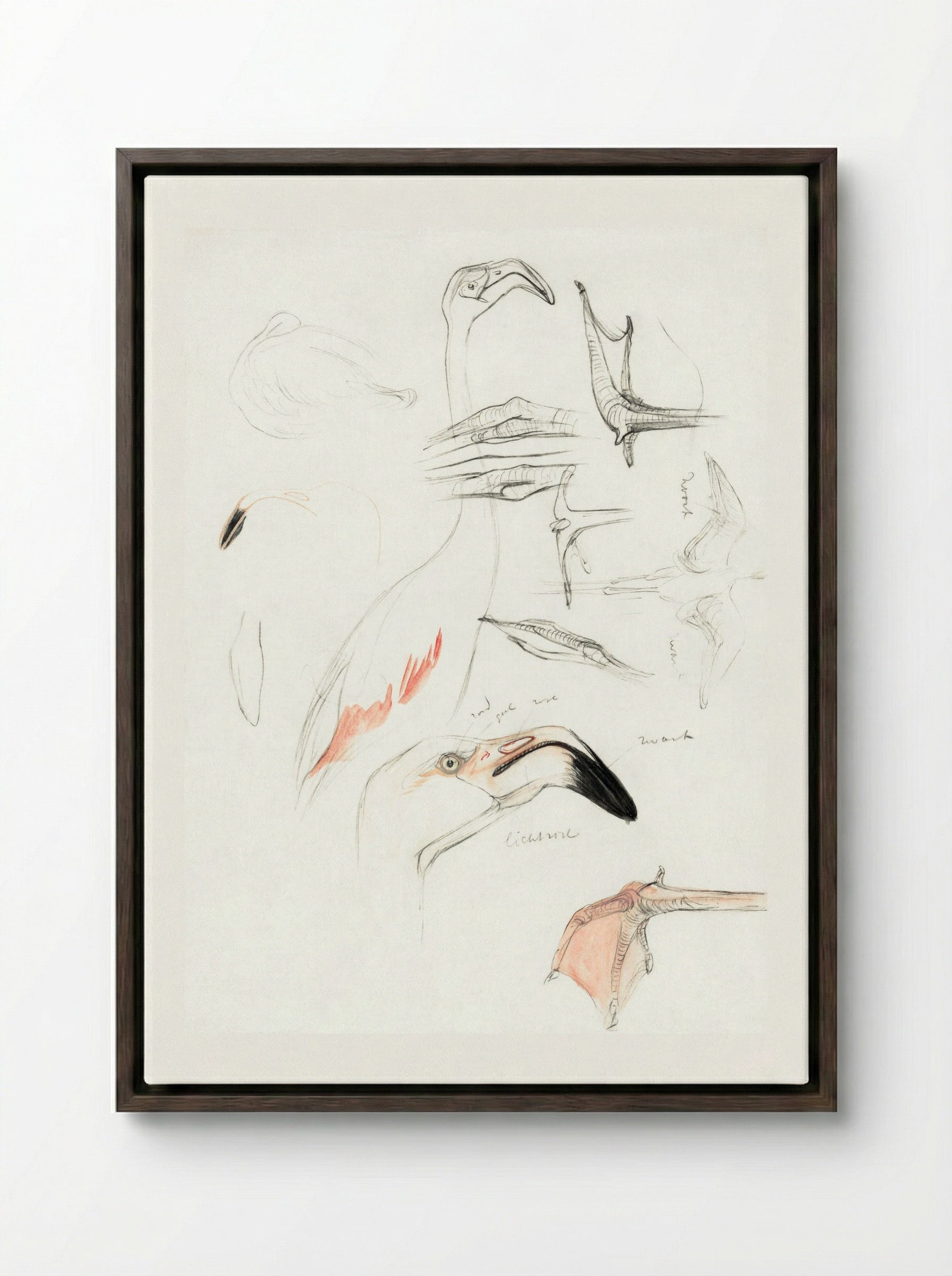 Studies of a Flamingo - Theo van Hoytema - Framed Canvas Dark Wood