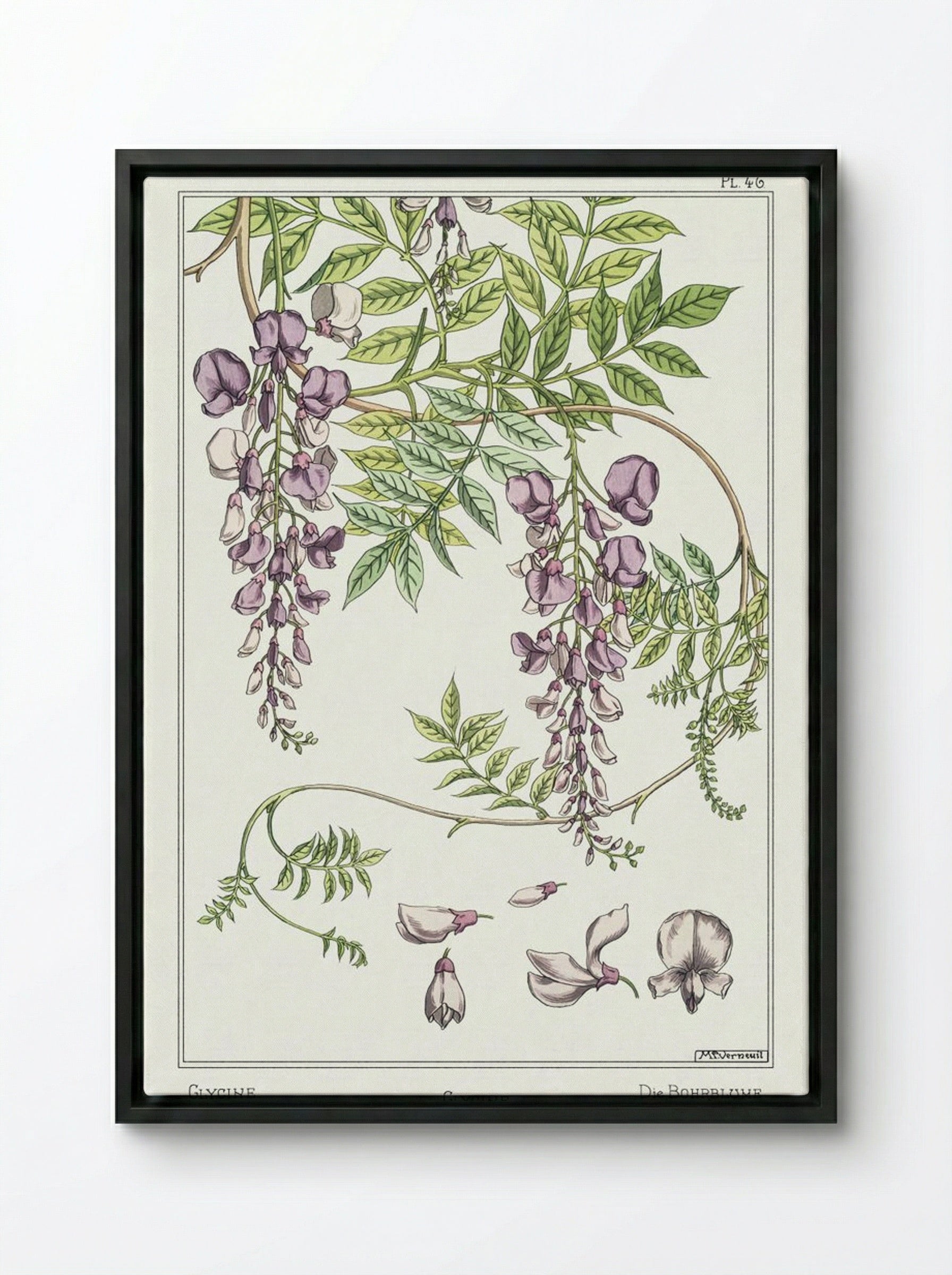 Glycine, Wisteria - Maurice Pillard Verneuil - Framed Canvas Black