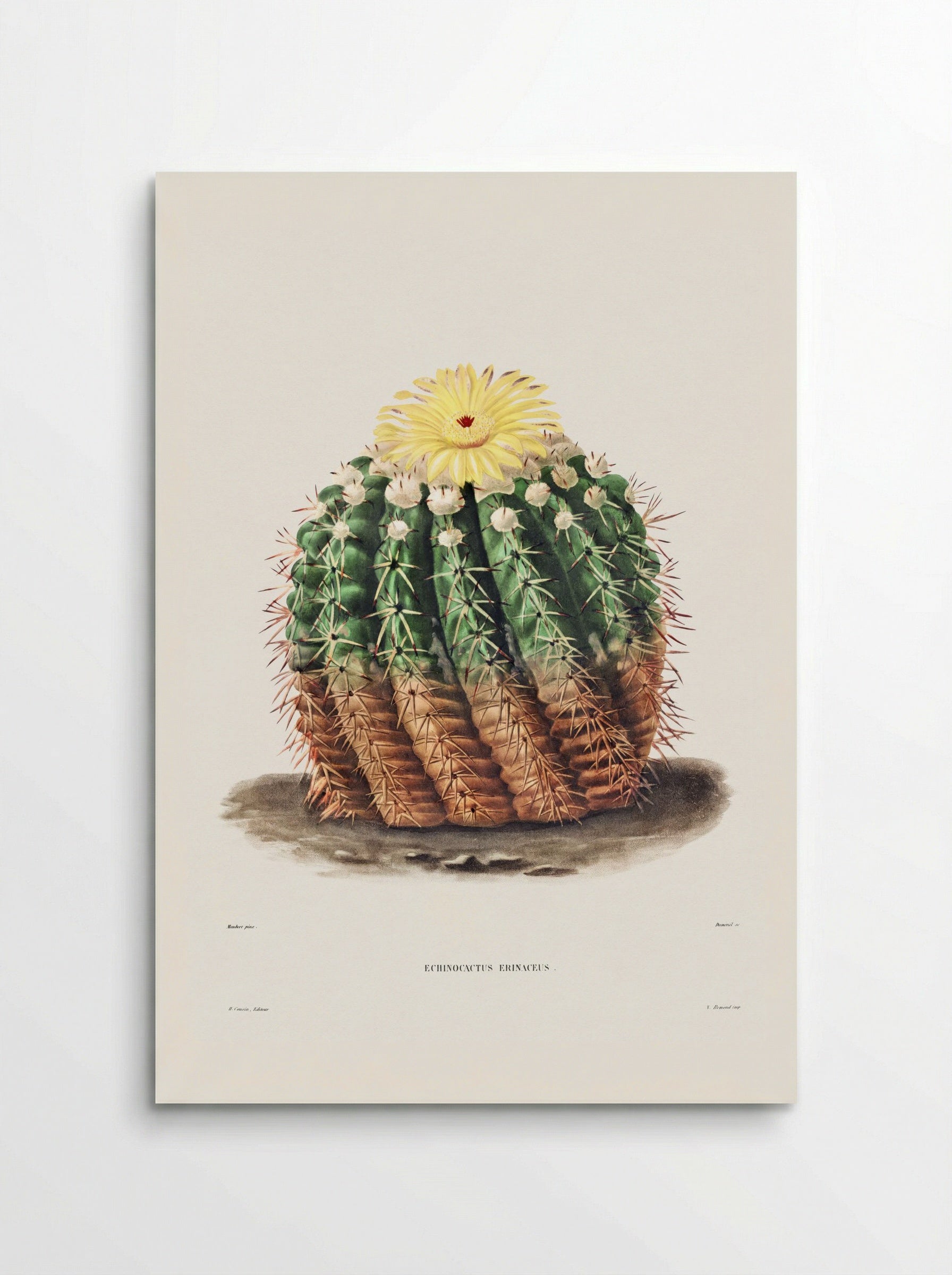 Golden Barrel Cactus (Echinocactus rinaceus) - Charles Antoine Lemaire - Poster