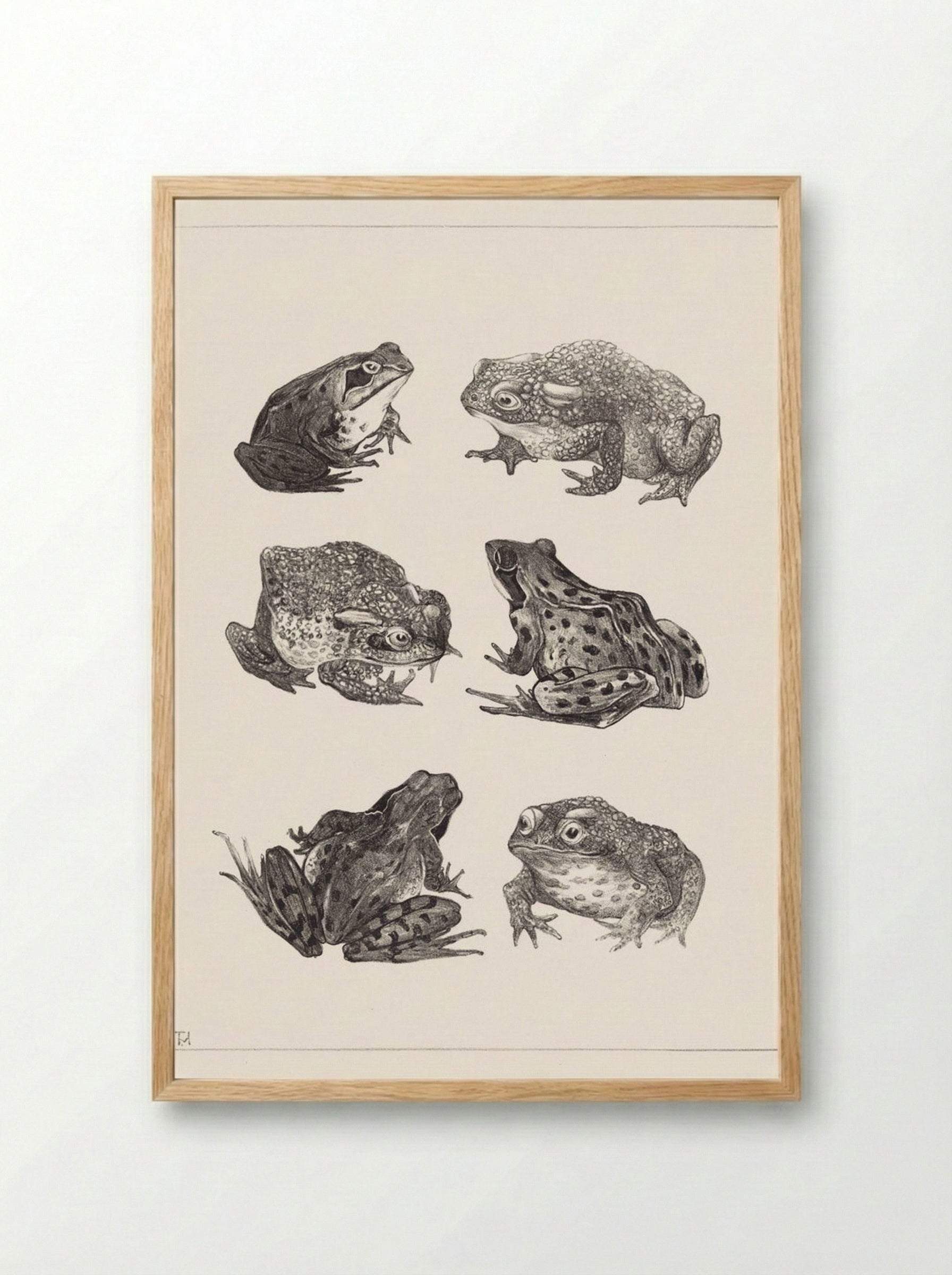 Six Frogs and Toads - Theo van Hoytema - Framed Print Wood