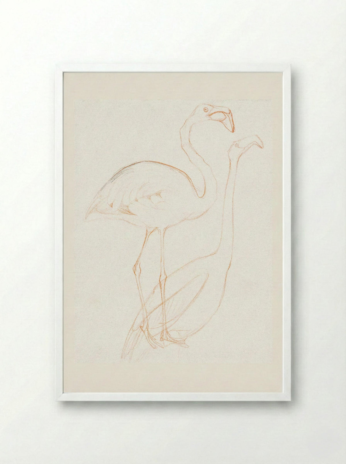 Two Studies of a Flamingo - Theo van Hoytema - Framed Print White