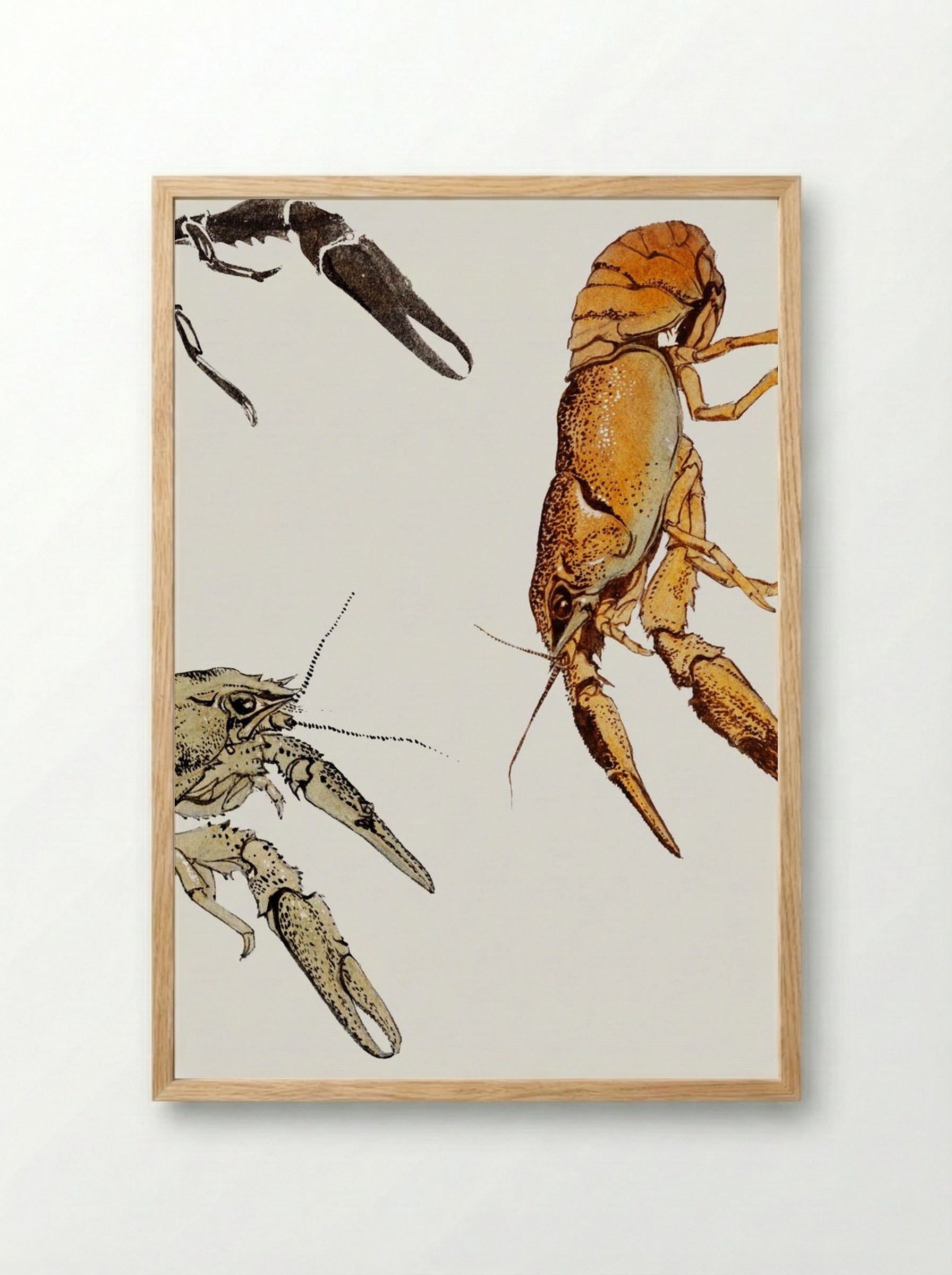 Sketches of Crayfish - Julie de Graag - Framed Print Wood