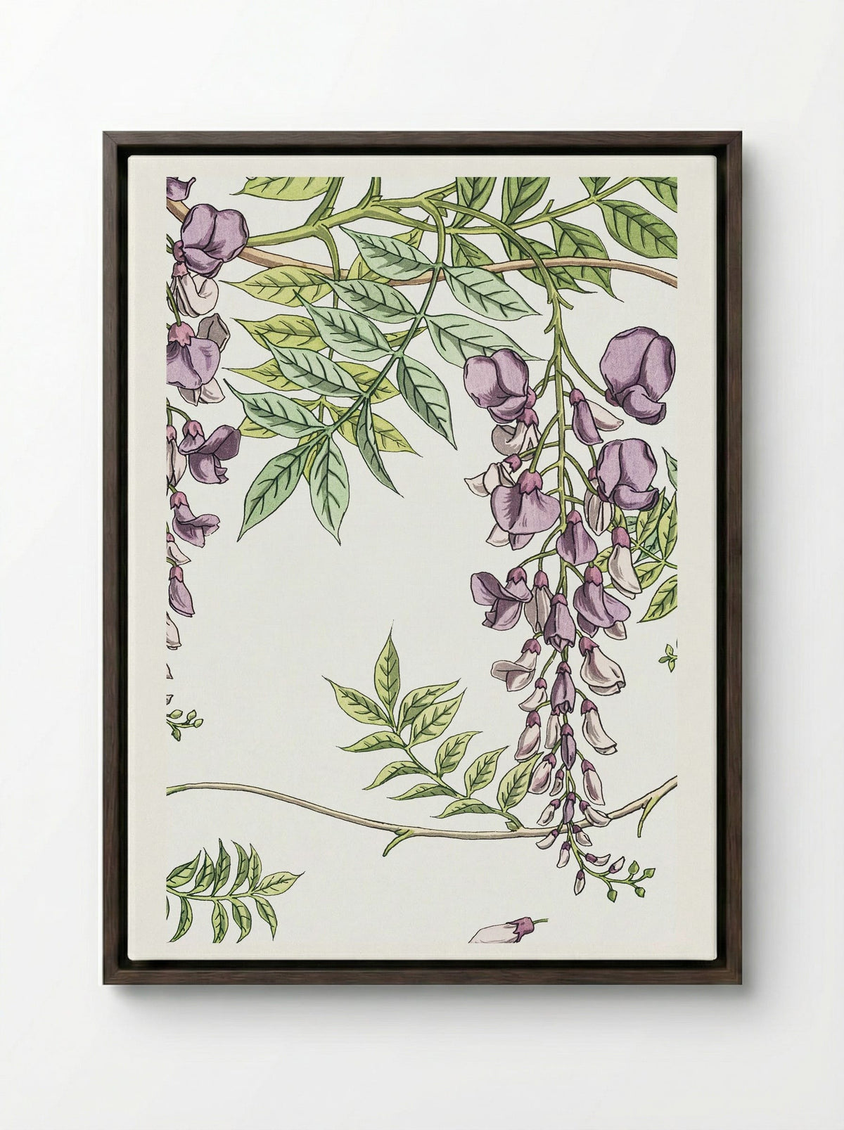 Glycine, Wisteria - Maurice Pillard Verneuil - Framed Canvas Dark Wood