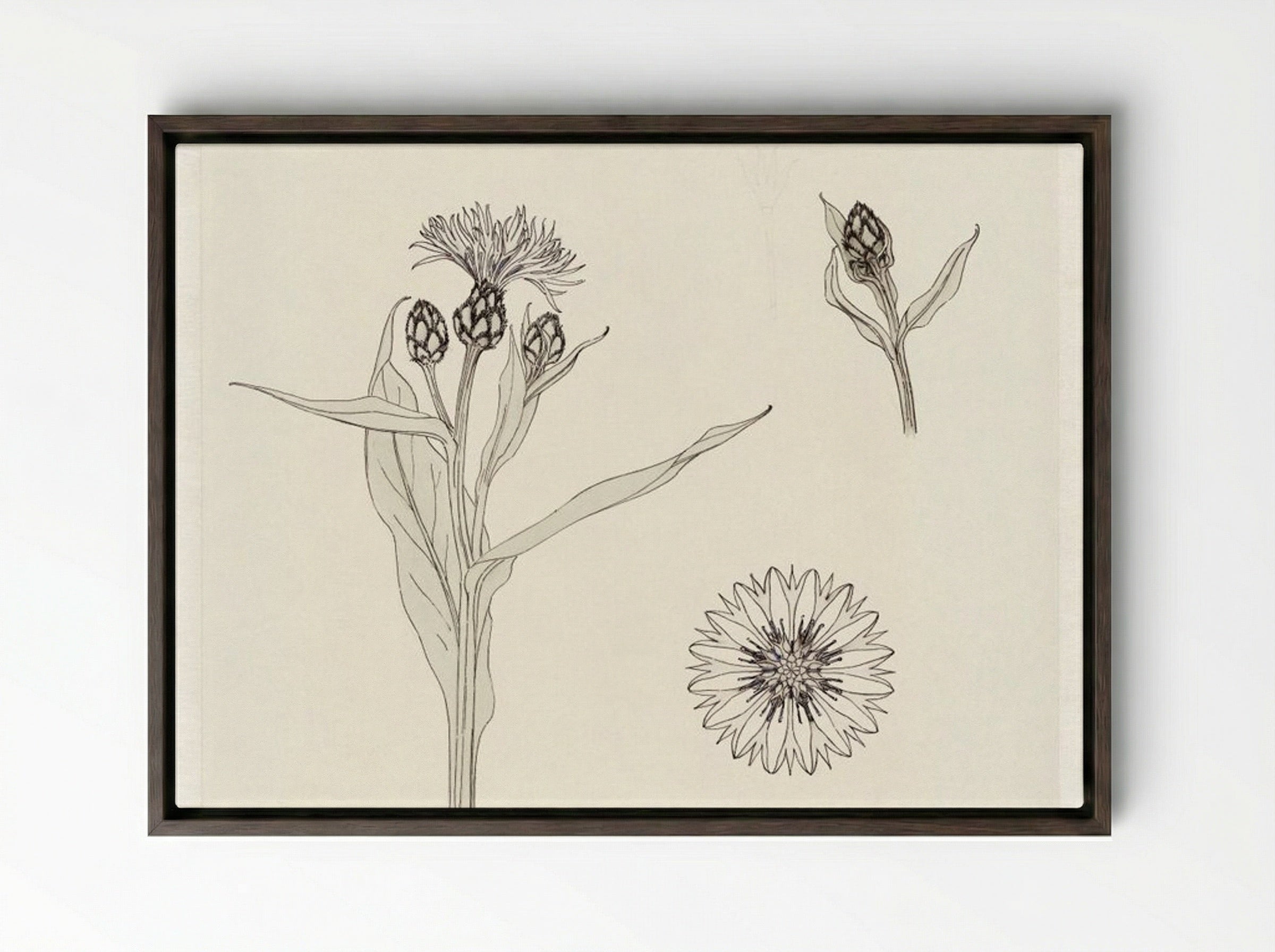 Cornflowers, Colour Sketch - Julie de Graag - Framed Canvas Dark Wood
