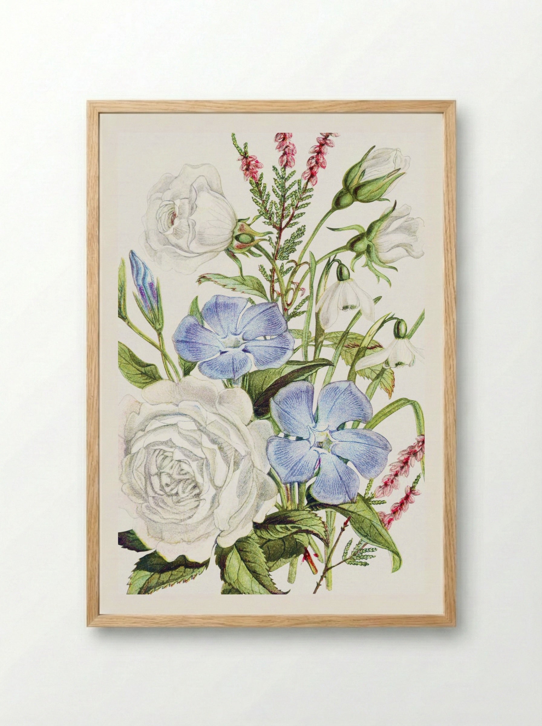 Periwinkle, Snowdrop, White Rose and Common Heath (1896) - Robert Tyas - Framed Print Wood