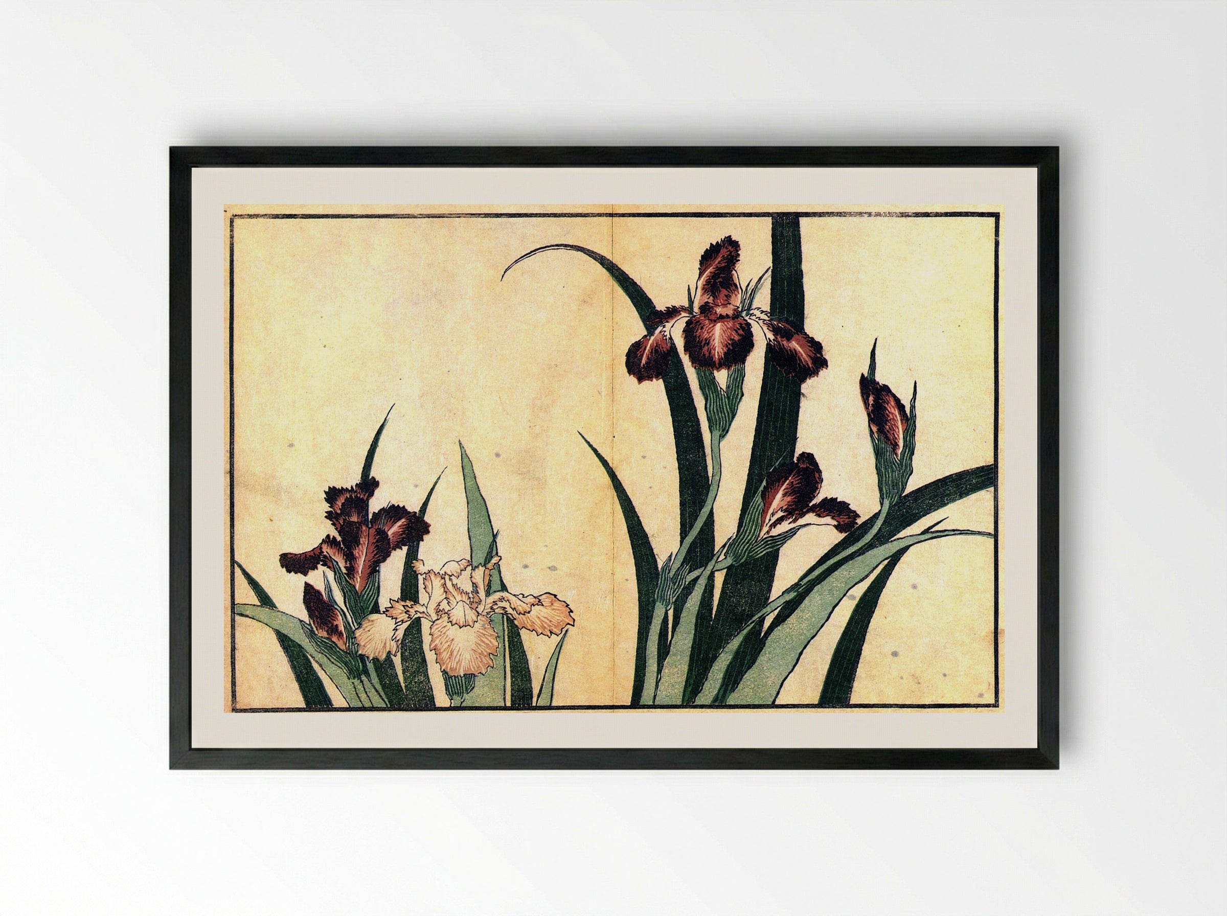 Irises - Fine Art Print - Framed Print Black