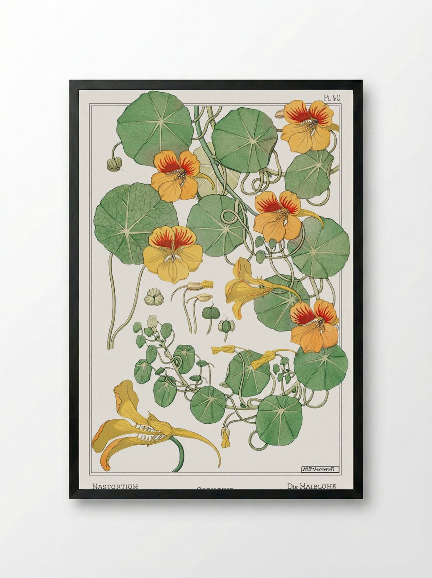 Capucine (Nasturtium) - Maurice Pillard Verneuil - Framed Print Black