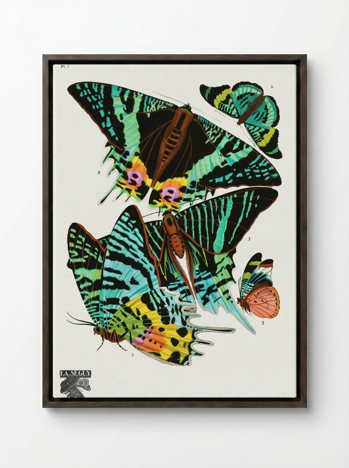Butterflies (Plate 7) - Émile-Allain Séguy - Framed Canvas Dark Wood