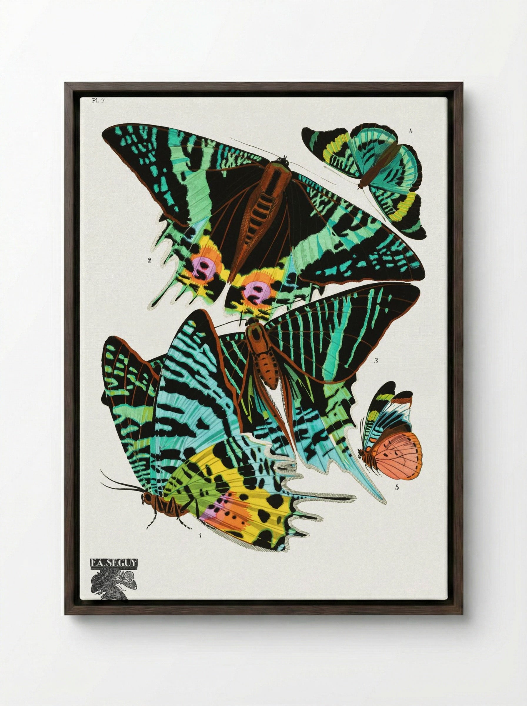 Butterflies (Plate 7) - Émile-Allain Séguy - Framed Canvas Dark Wood