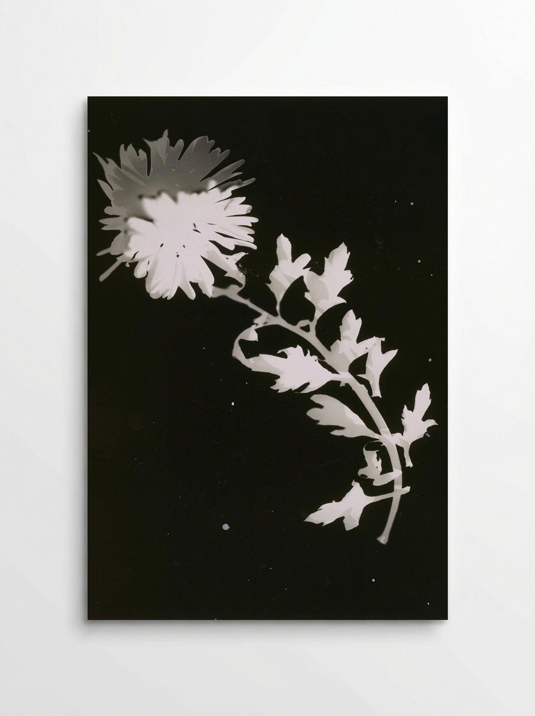 Untitled (Chrysanthemum Photogram) - Fine Art Print - Poster
