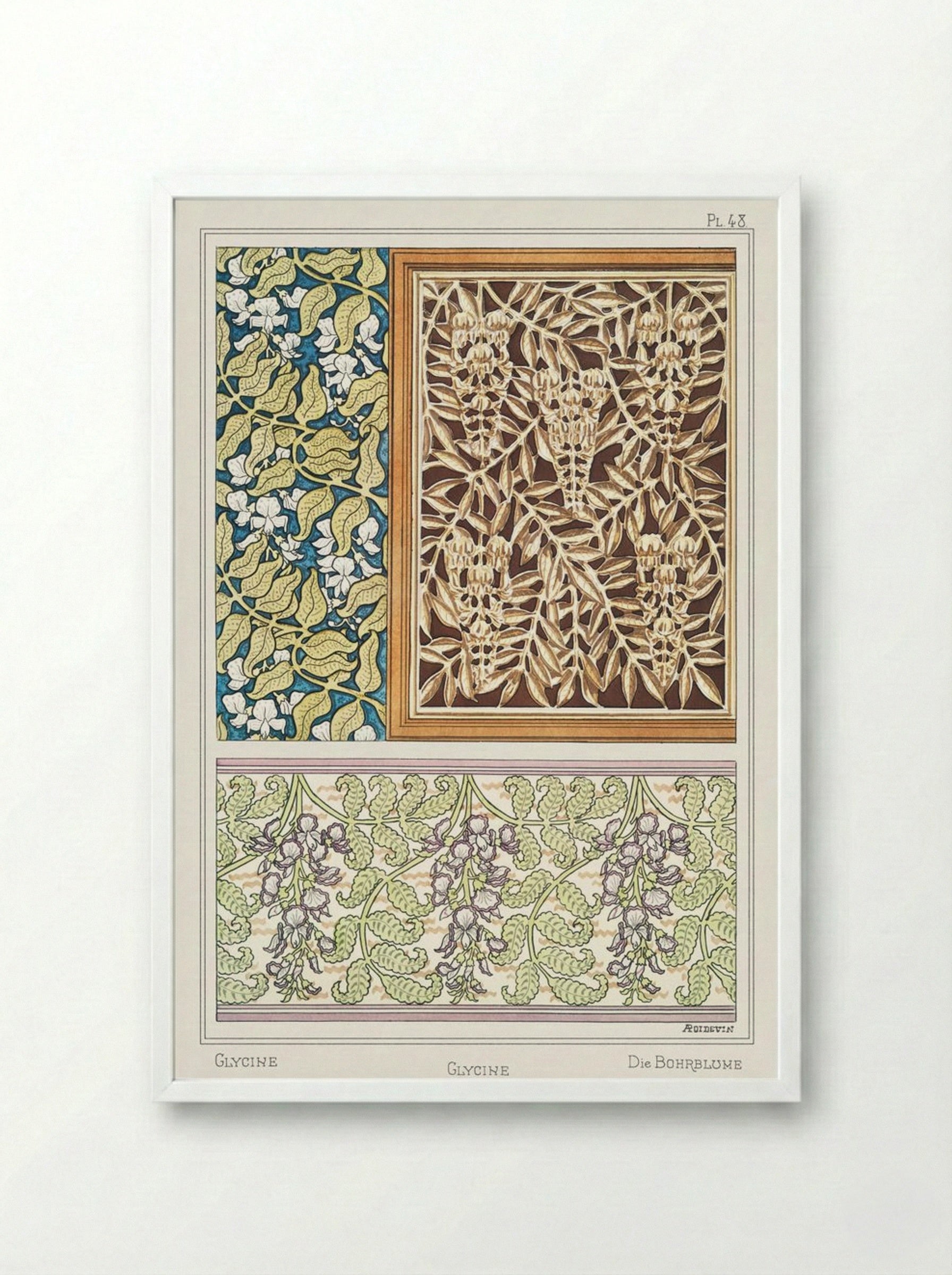 Glycine (Wisteria) from La Plante et ses Applications ornementales - Maurice Pillard Verneuil - Framed Print White