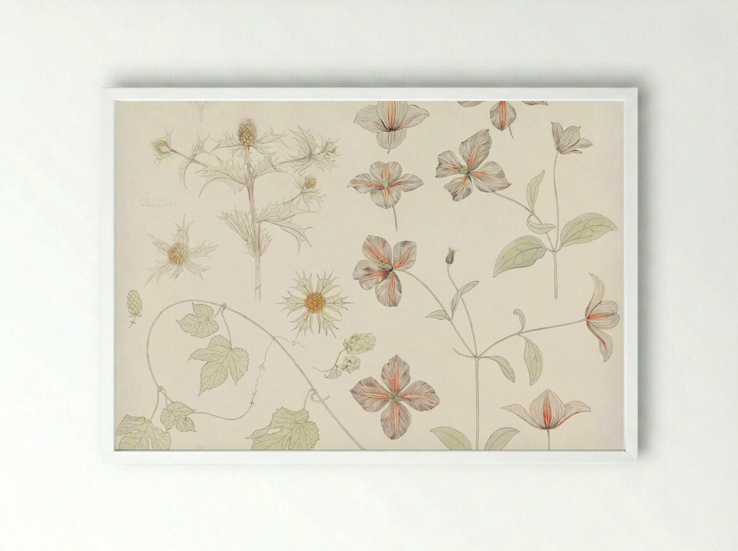 Study Sheet with Sea Thistle, Hop and Clematis - Julie de Graag - Framed Print White