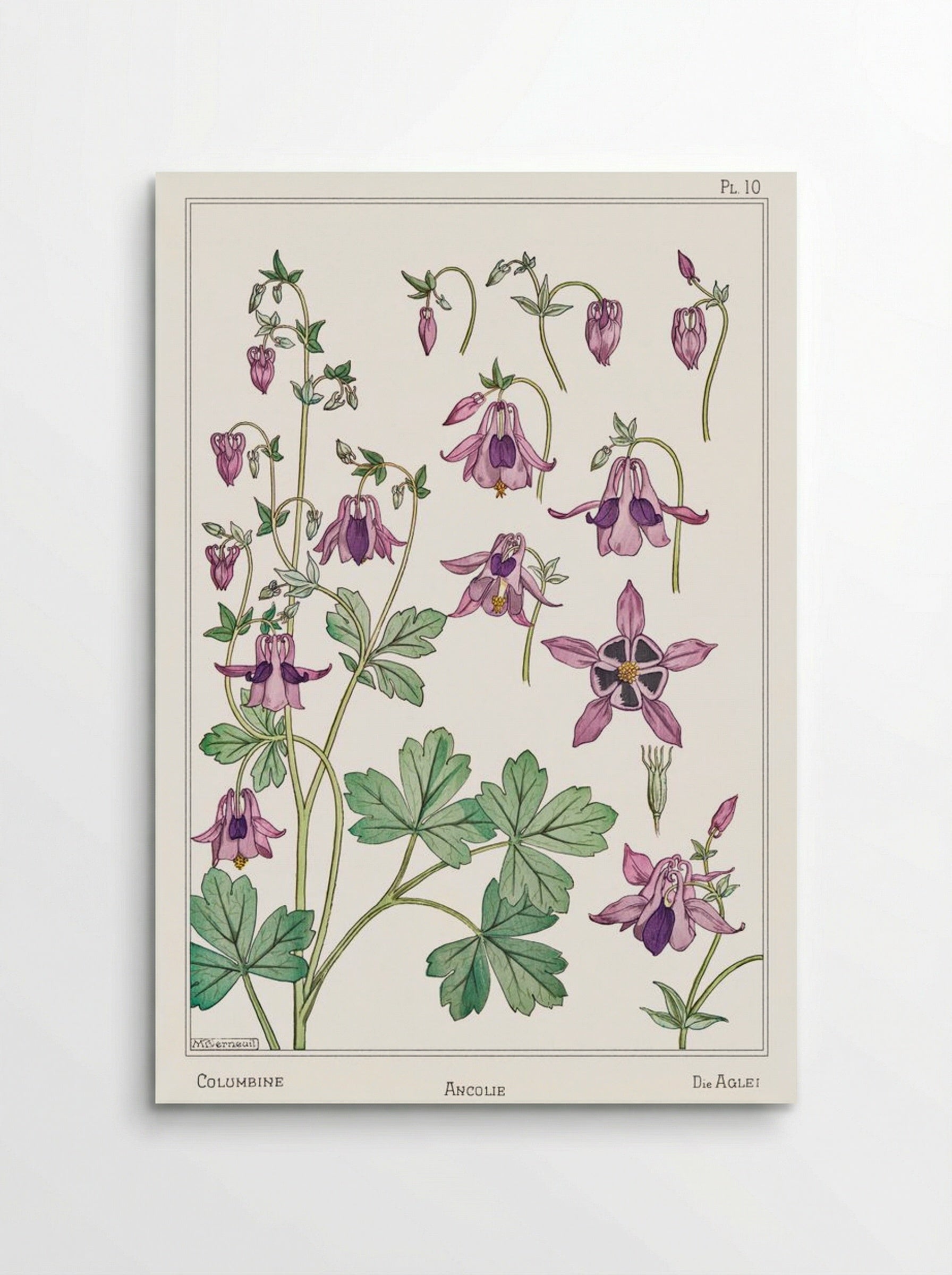 Ancolie (Columbine) - Maurice Pillard Verneuil - Poster