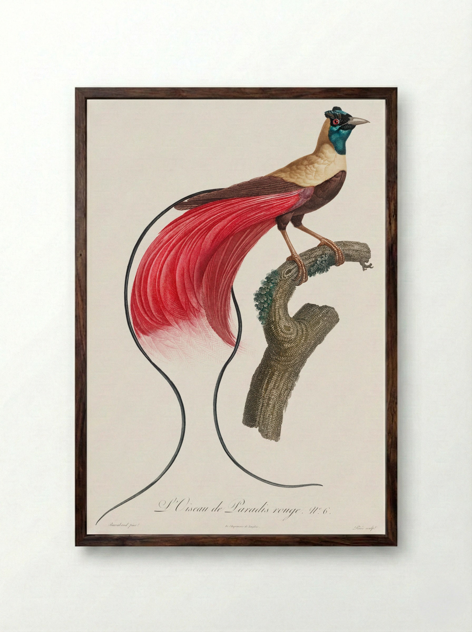 Red Bird of Paradise - Jacques Barraband - Framed Print Dark Wood