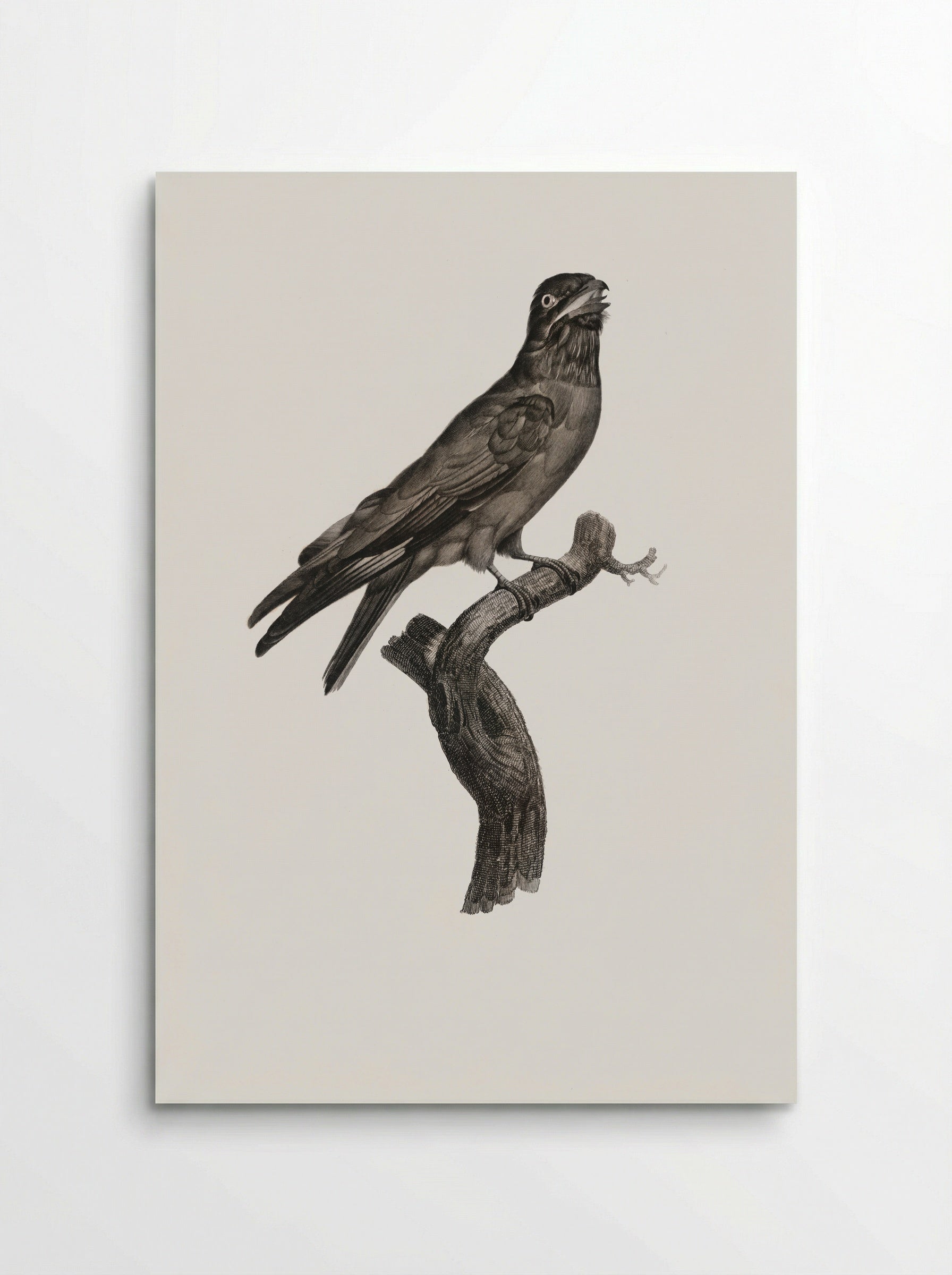 Blue-throated Roller - Jacques Barraband - Poster