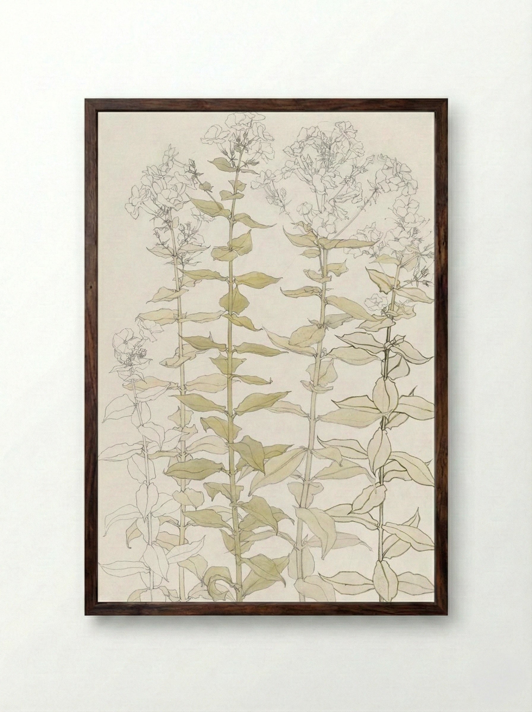 Phlox (Colour Sketch) - Julie de Graag - Framed Print Dark Wood