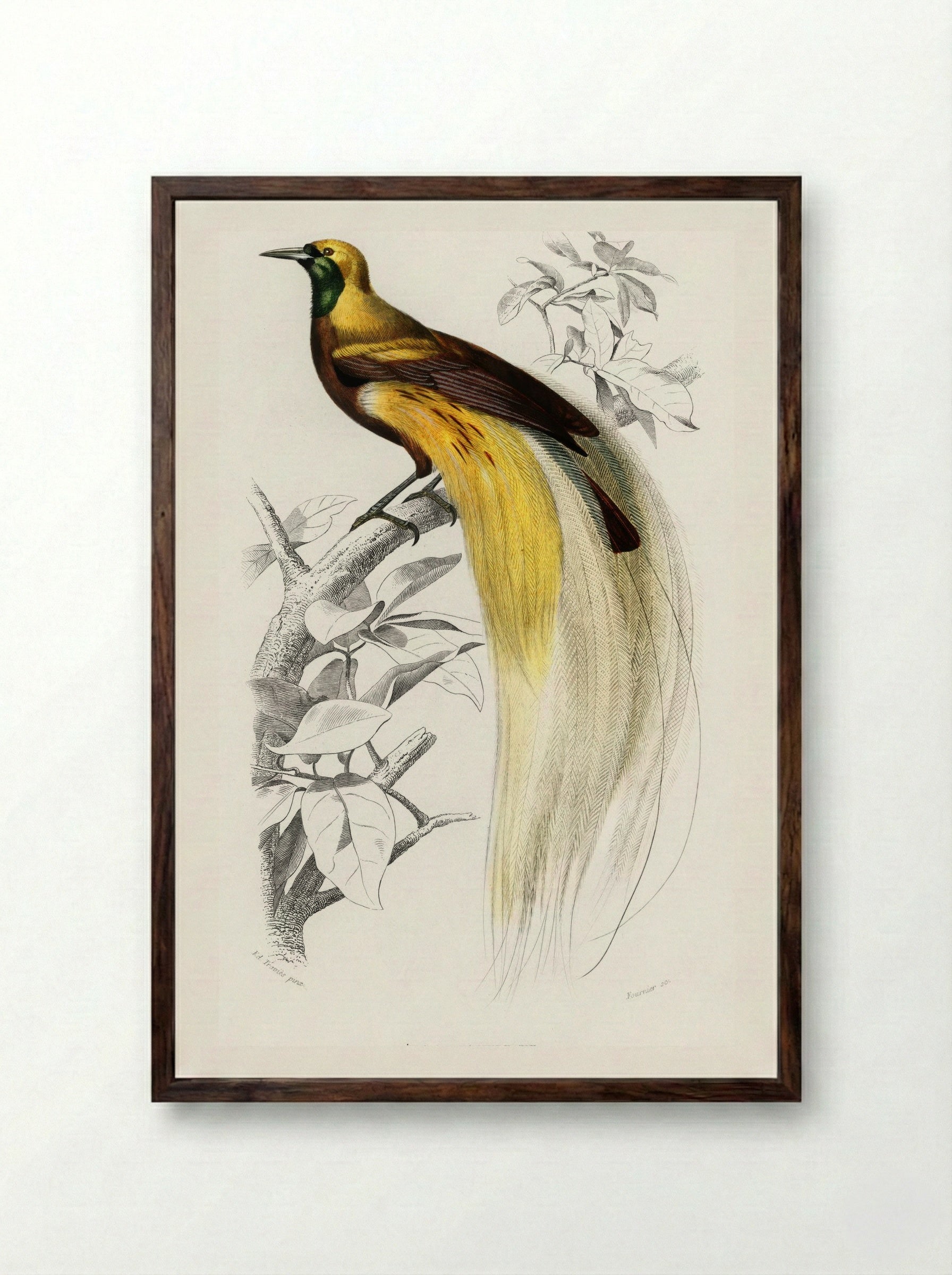 Paradisaea Apoda - Charles Dessalines D'Orbigny - Framed Print Dark Wood
