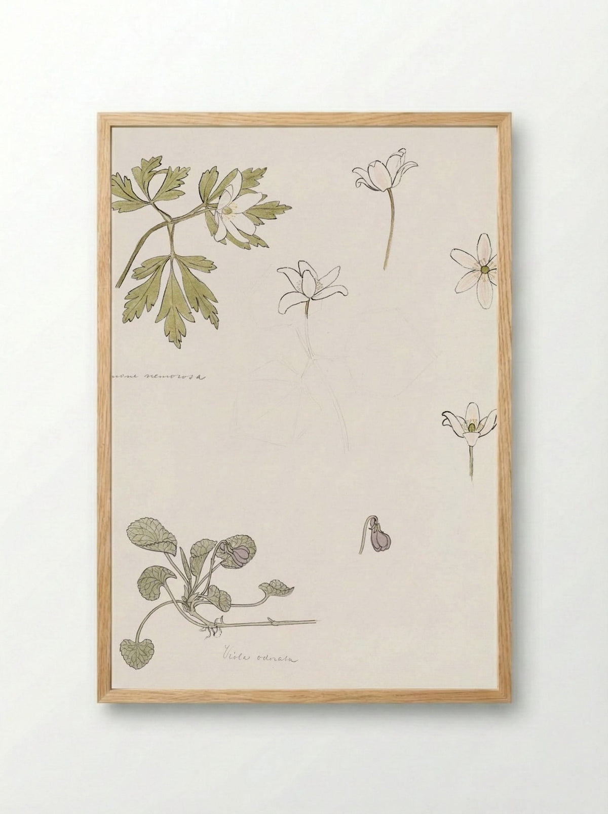 Sketches of Wood Anemone and Sweet Violet - Julie de Graag - Framed Print Wood
