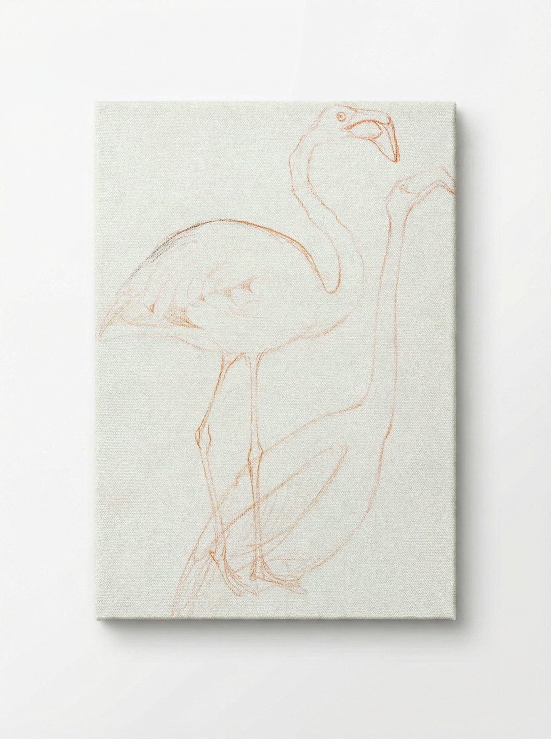 Two Studies of a Flamingo - Theo van Hoytema - Canvas