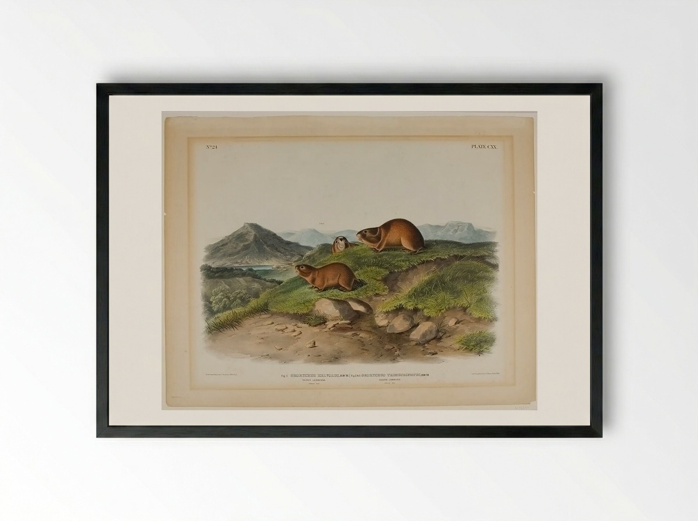 Tawny Lemming and Back's Lemming - John James Audubon - Framed Print Black