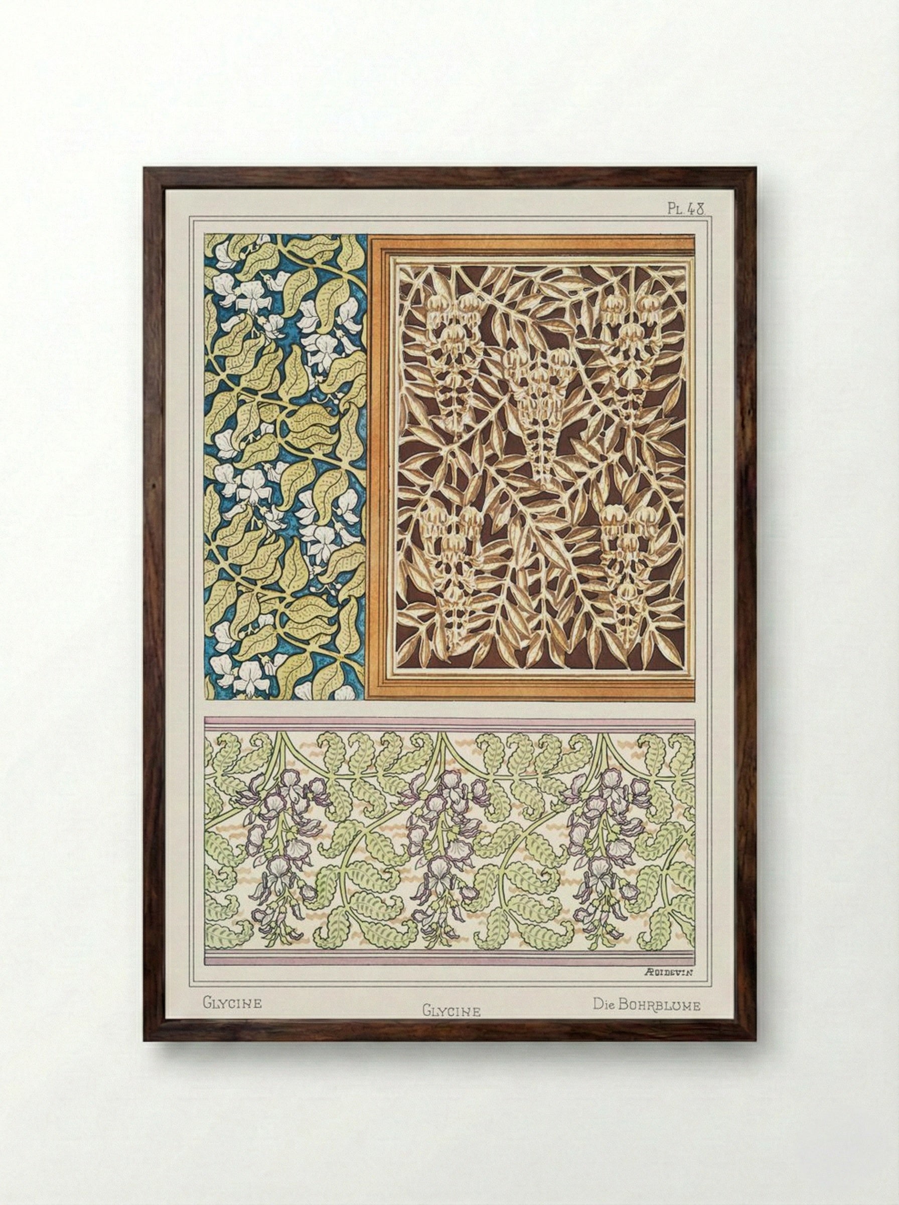 Glycine (Wisteria) from La Plante et ses Applications ornementales - Maurice Pillard Verneuil - Framed Print Dark Wood