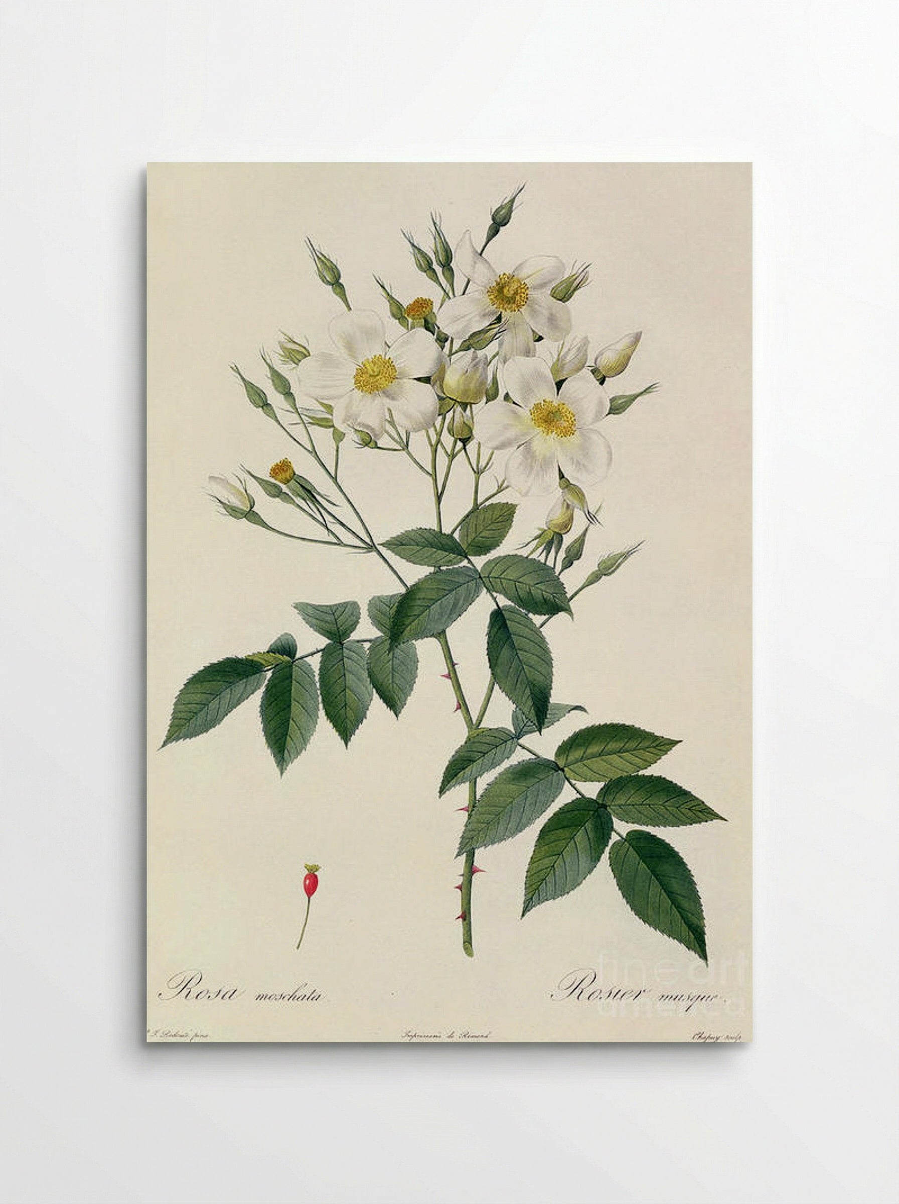 Musk - Pierre-Joseph Redouté - Poster