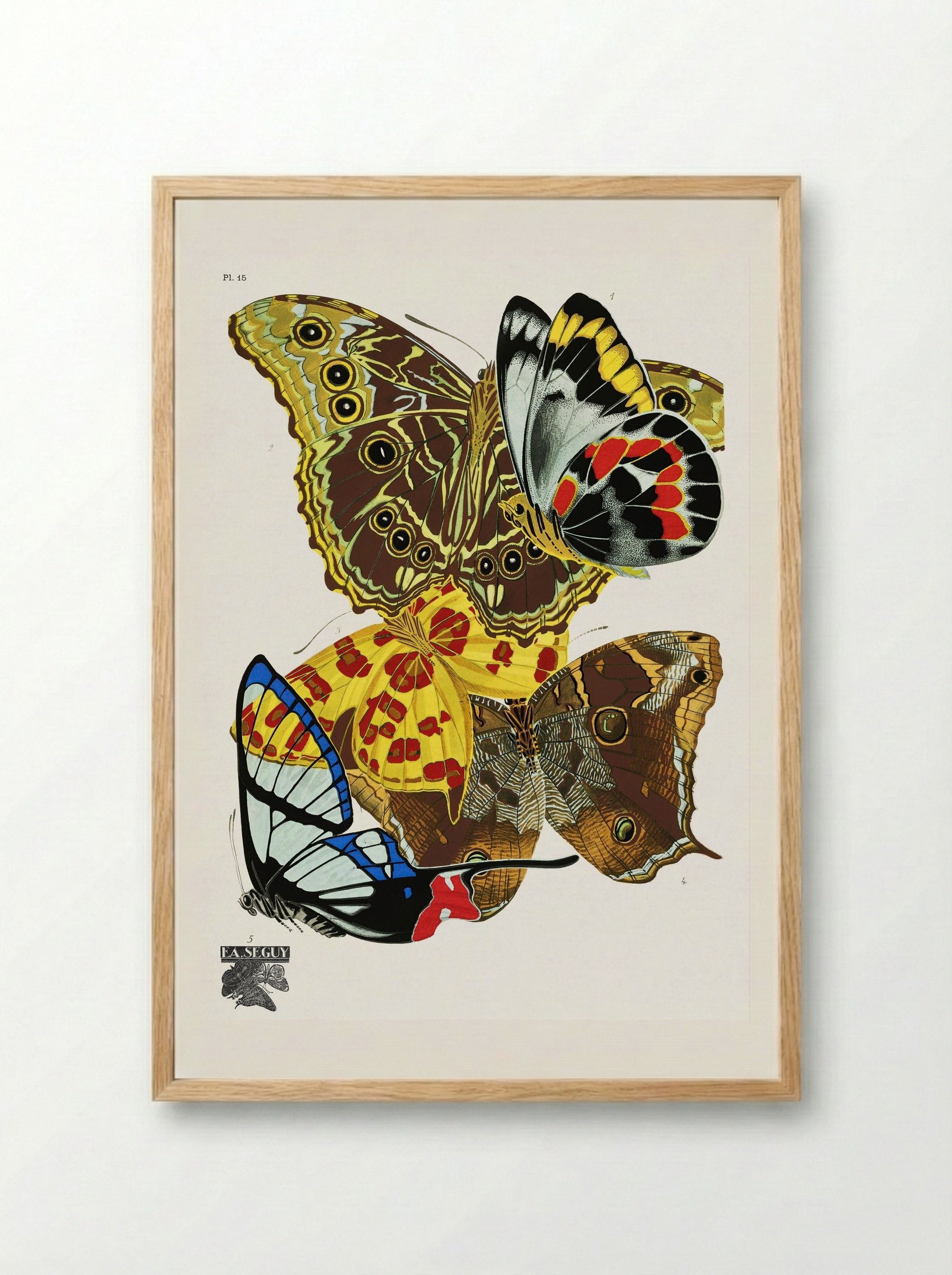 Butterflies (Plate 15) - Émile-Allain Séguy - Framed Print Wood