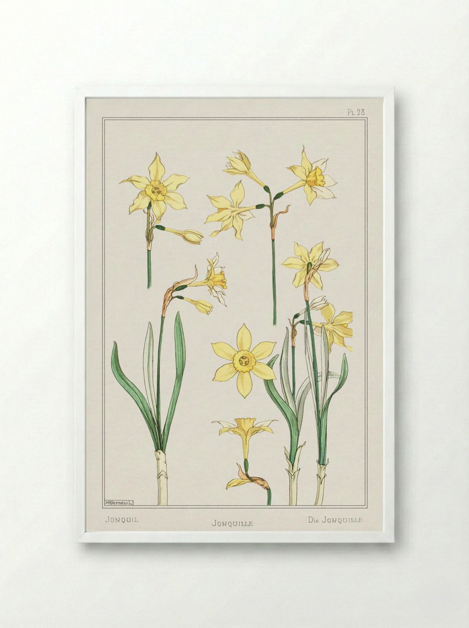 Jonquille or Jonquil - Maurice Pillard Verneuil - Framed Print White