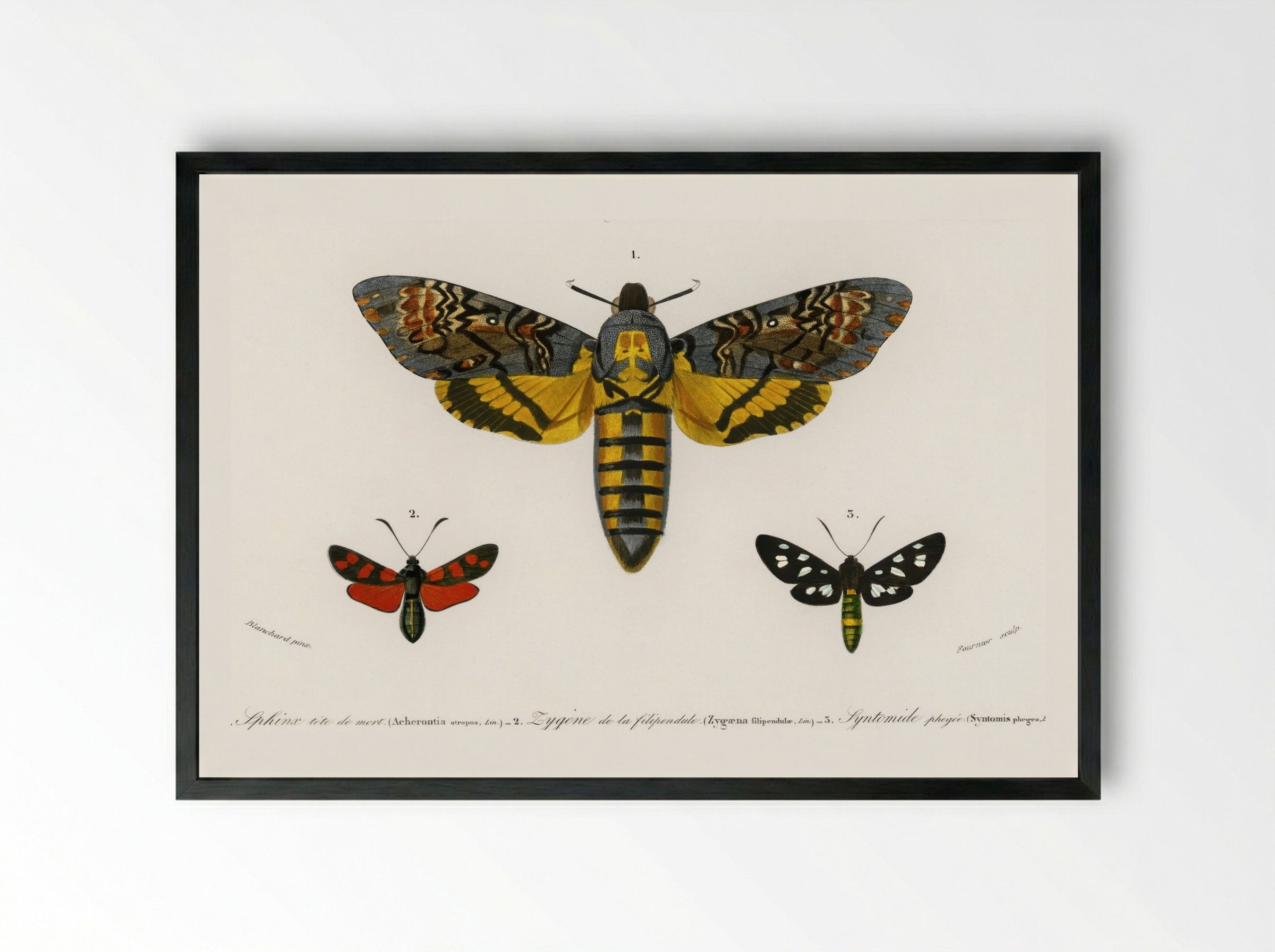 Collection of Butterflies - Charles Dessalines D'Orbigny - Framed Print Black
