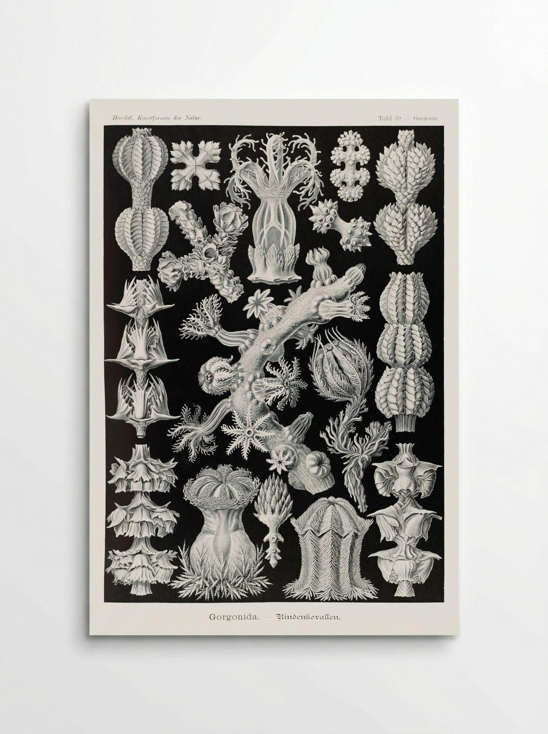 Gorgonida-Rindenkorallen (1904) - Ernst Haeckel - Poster