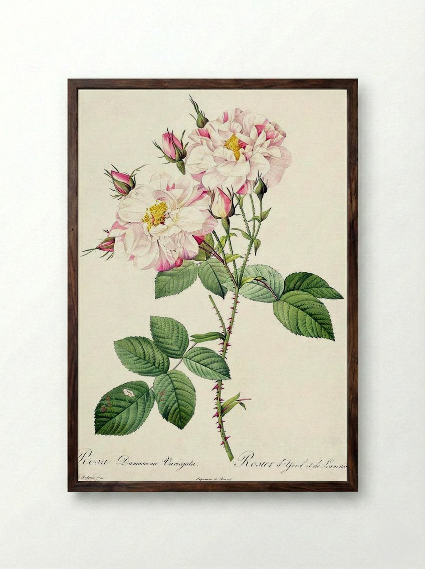 York and Lancaster - Pierre-Joseph Redouté - Framed Print Dark Wood