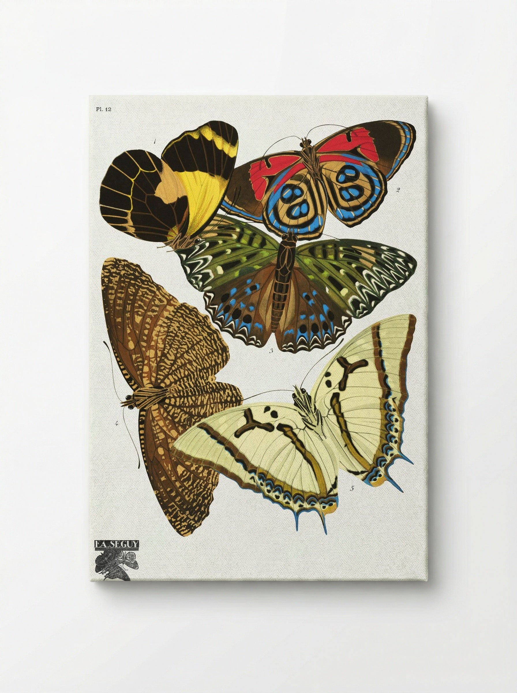 Séguy's Vintage Butterflies, Plate 12 - Émile Allain Séguy - Canvas