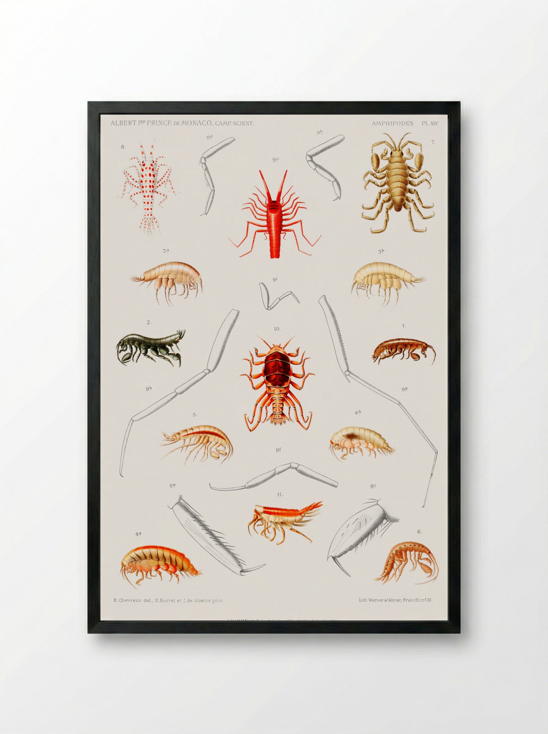 Amphipods of the North Atlantic - Albert I of Monaco - Framed Print Black