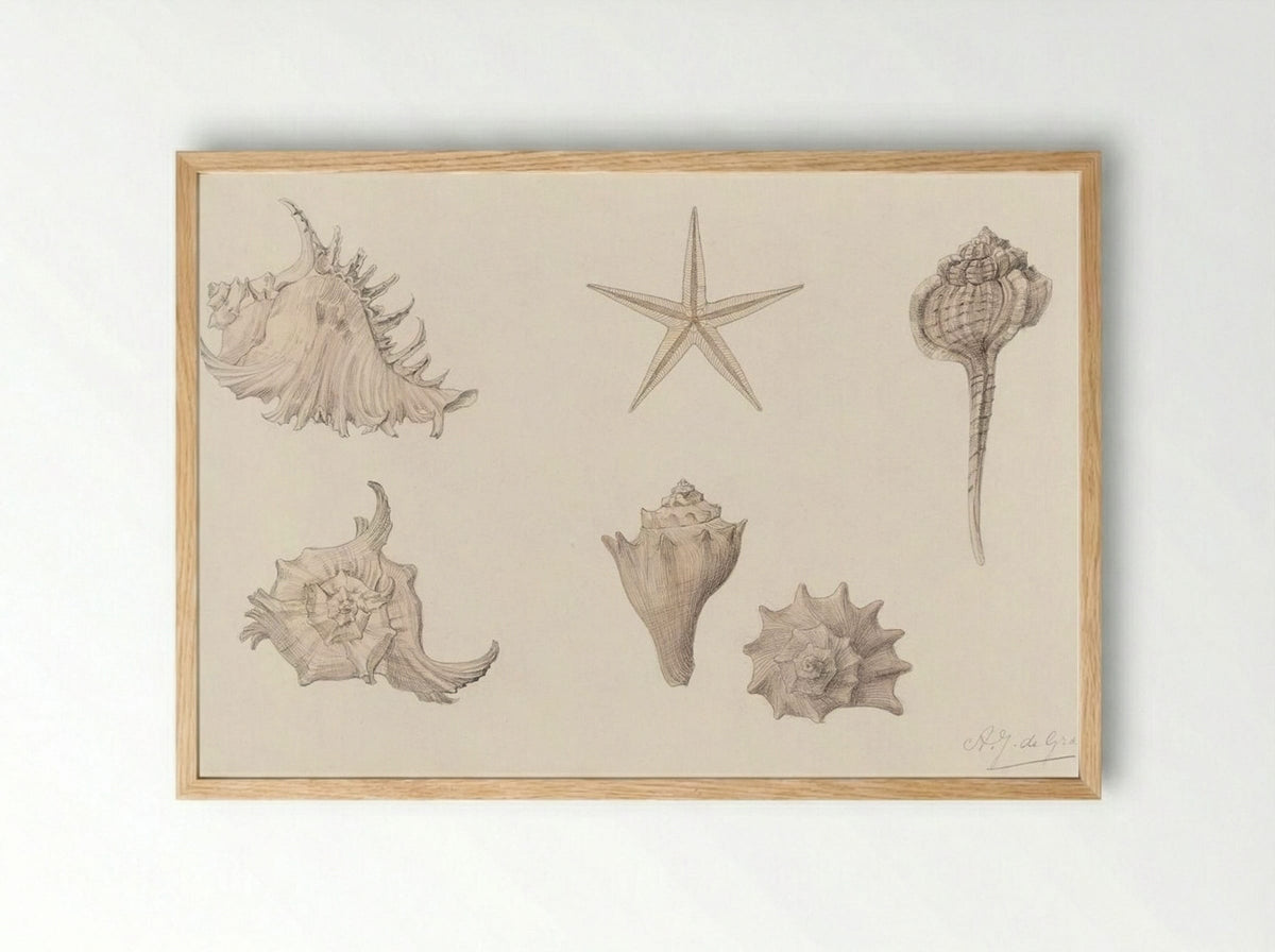 Shells - Julie de Graag - Framed Print Wood