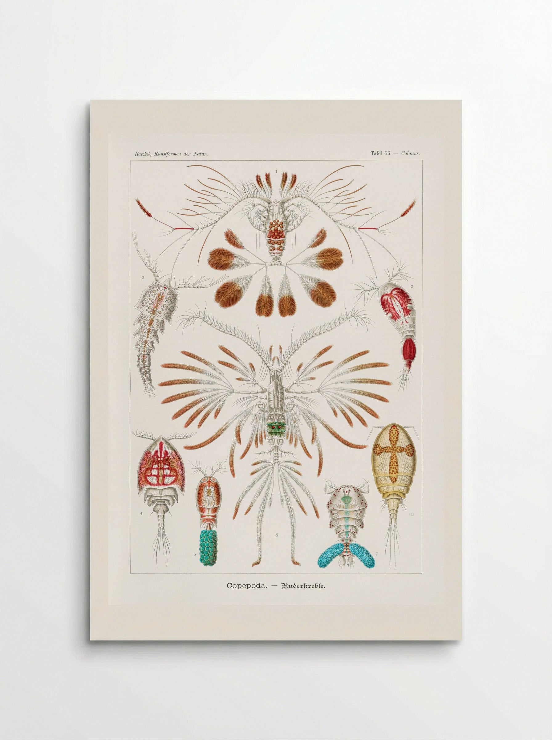 Copepoda-Ruderkrebse (1904) - Ernst Haeckel - Poster