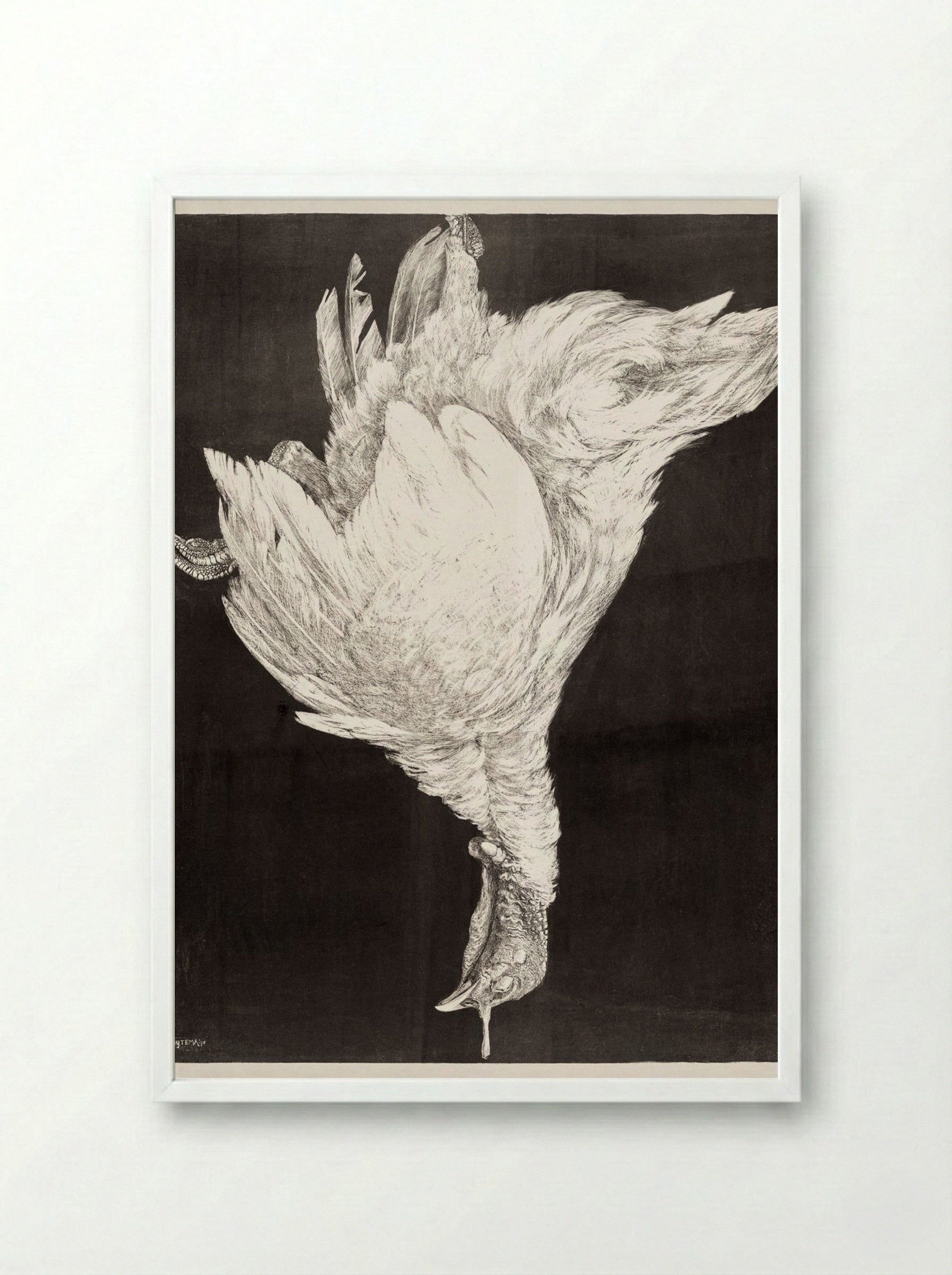 Dead Turkey - Theo van Hoytema - Framed Print White
