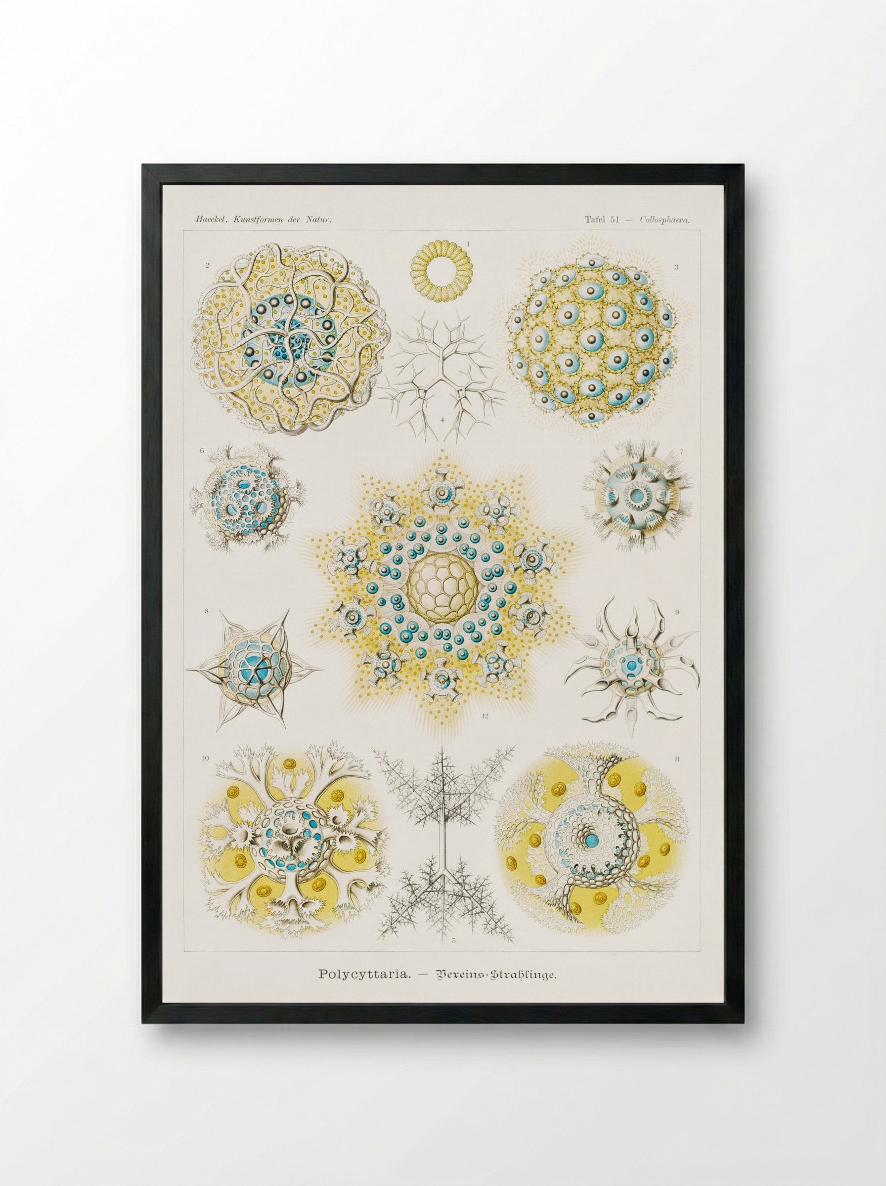 Polycyttaria-Vereins-Strahlinge (1904) - Ernst Haeckel - Framed Print Black