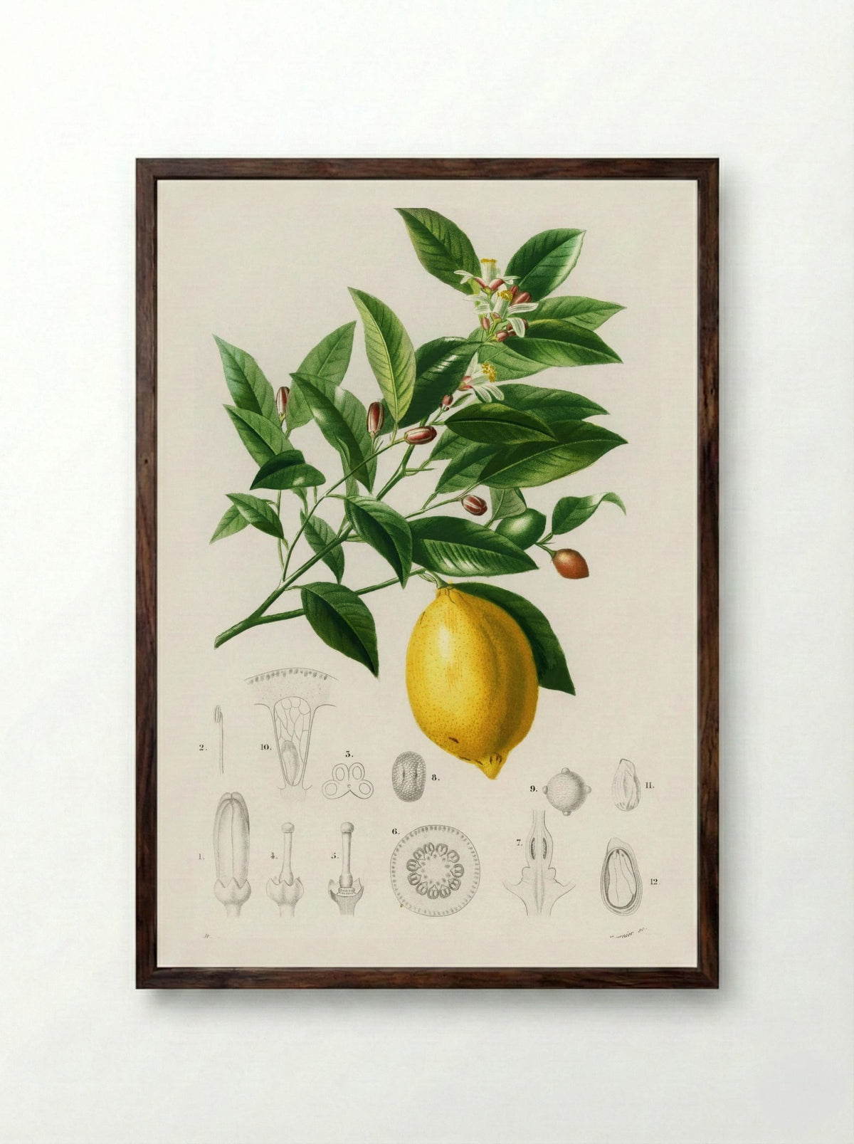 Lemon (Citrus Limonium) - Charles Dessalines D' Orbigny - Framed Print Dark Wood
