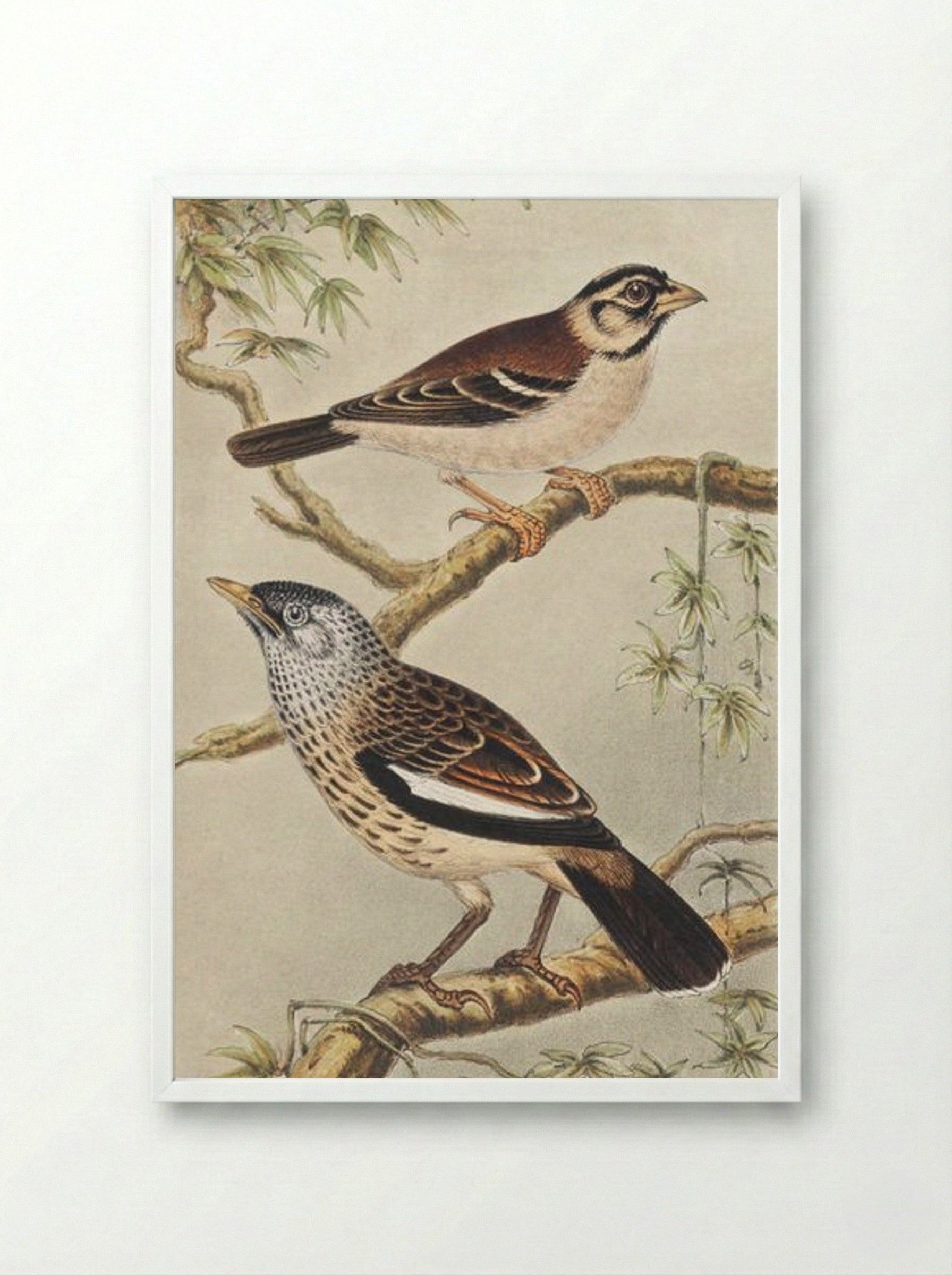 Twee vogels op takken (Two Birds on Branches) - Theo van Hoytema - Framed Print White