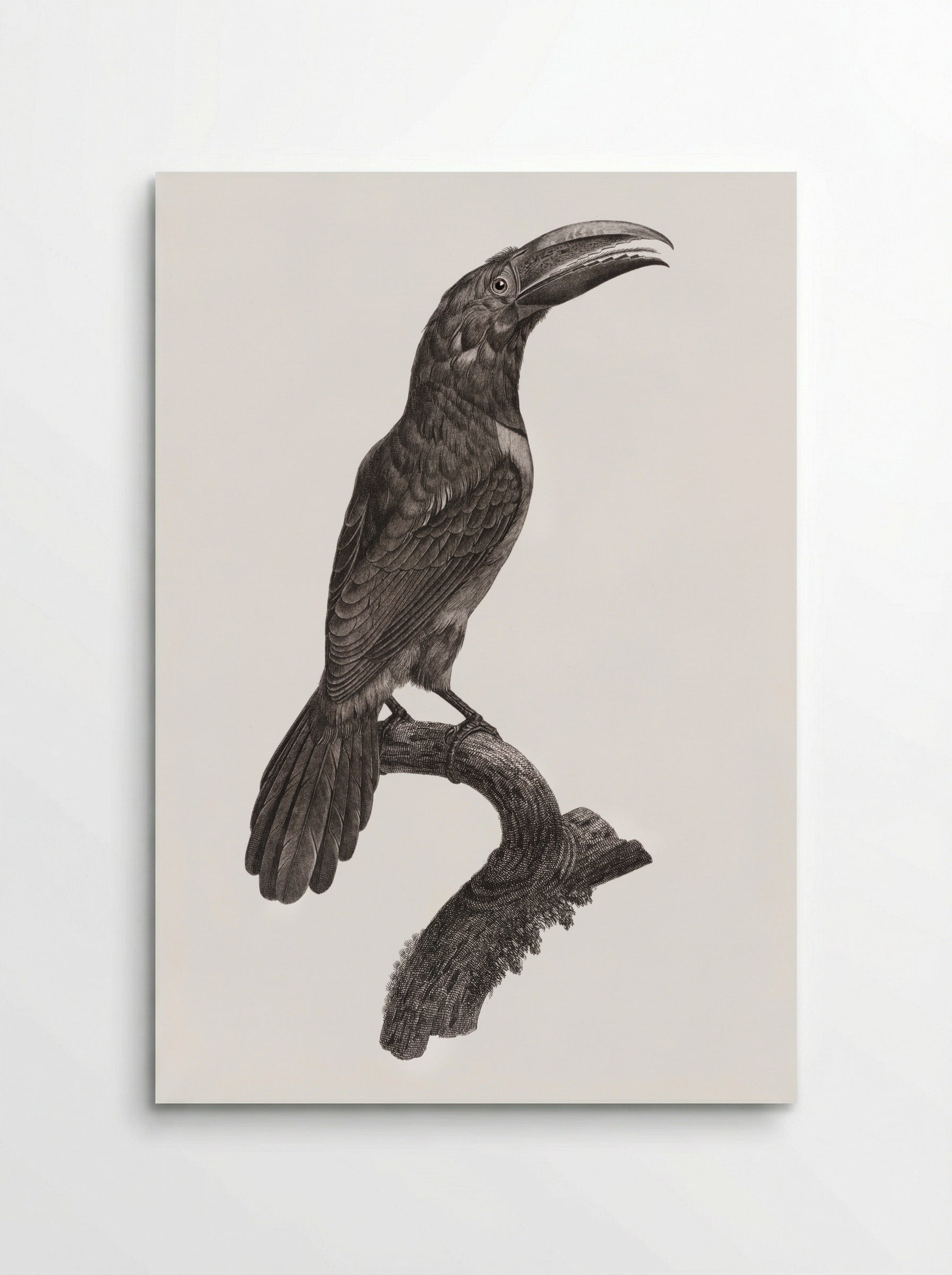 Green Aracari - Jacques Barraband - Poster