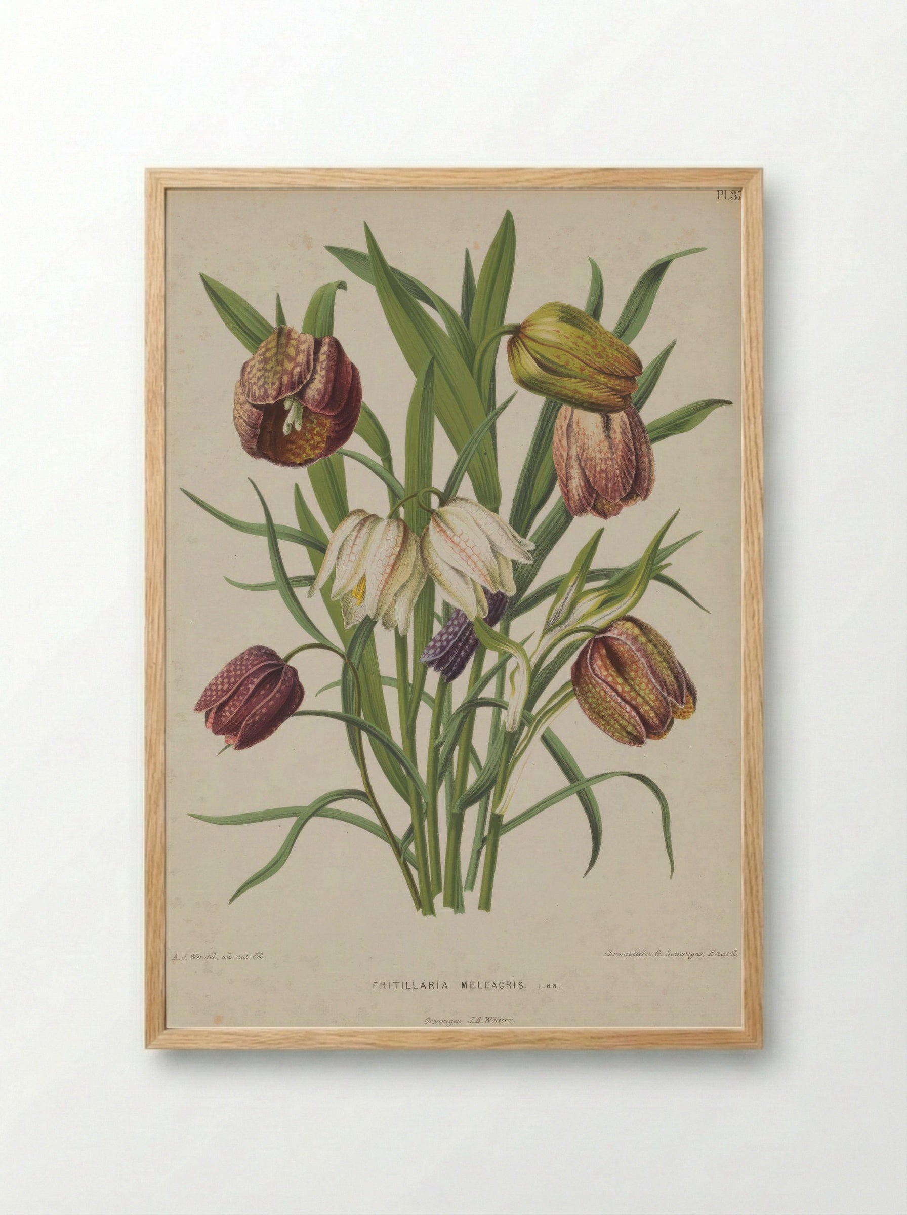 Fritillaria meleagris – A.J. Wendel - Framed Print Wood