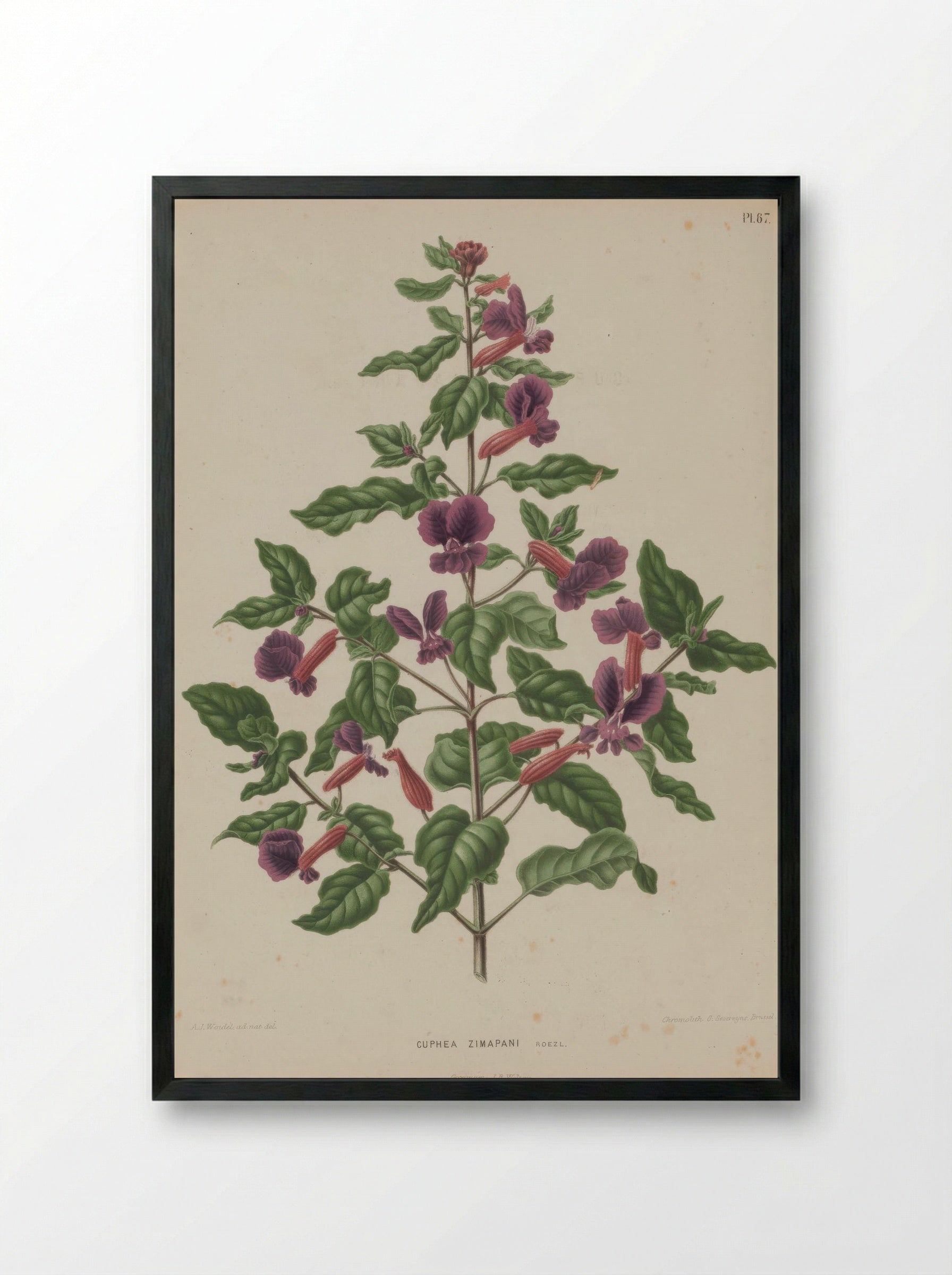 Cuphea Lanceolata Dryand. - A. J. Wendel - Framed Print Black