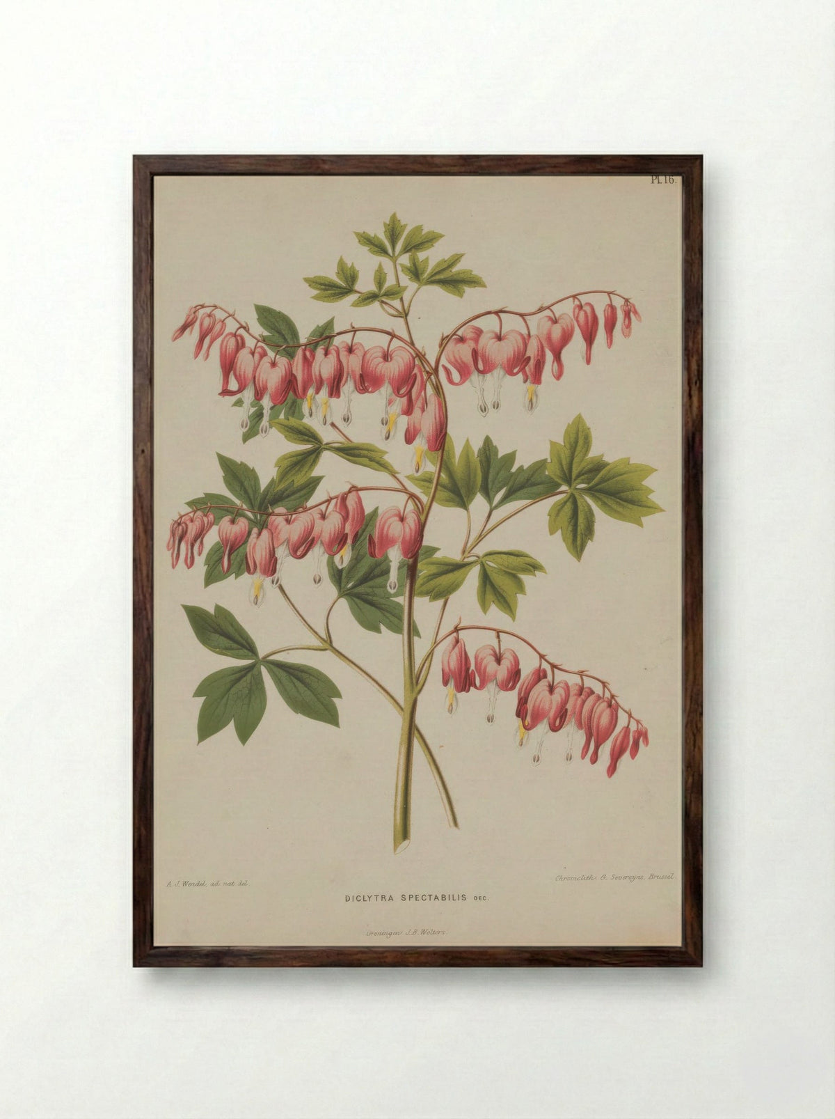 Fumaria spectabilis – A.J. Wendel - Framed Print Dark Wood