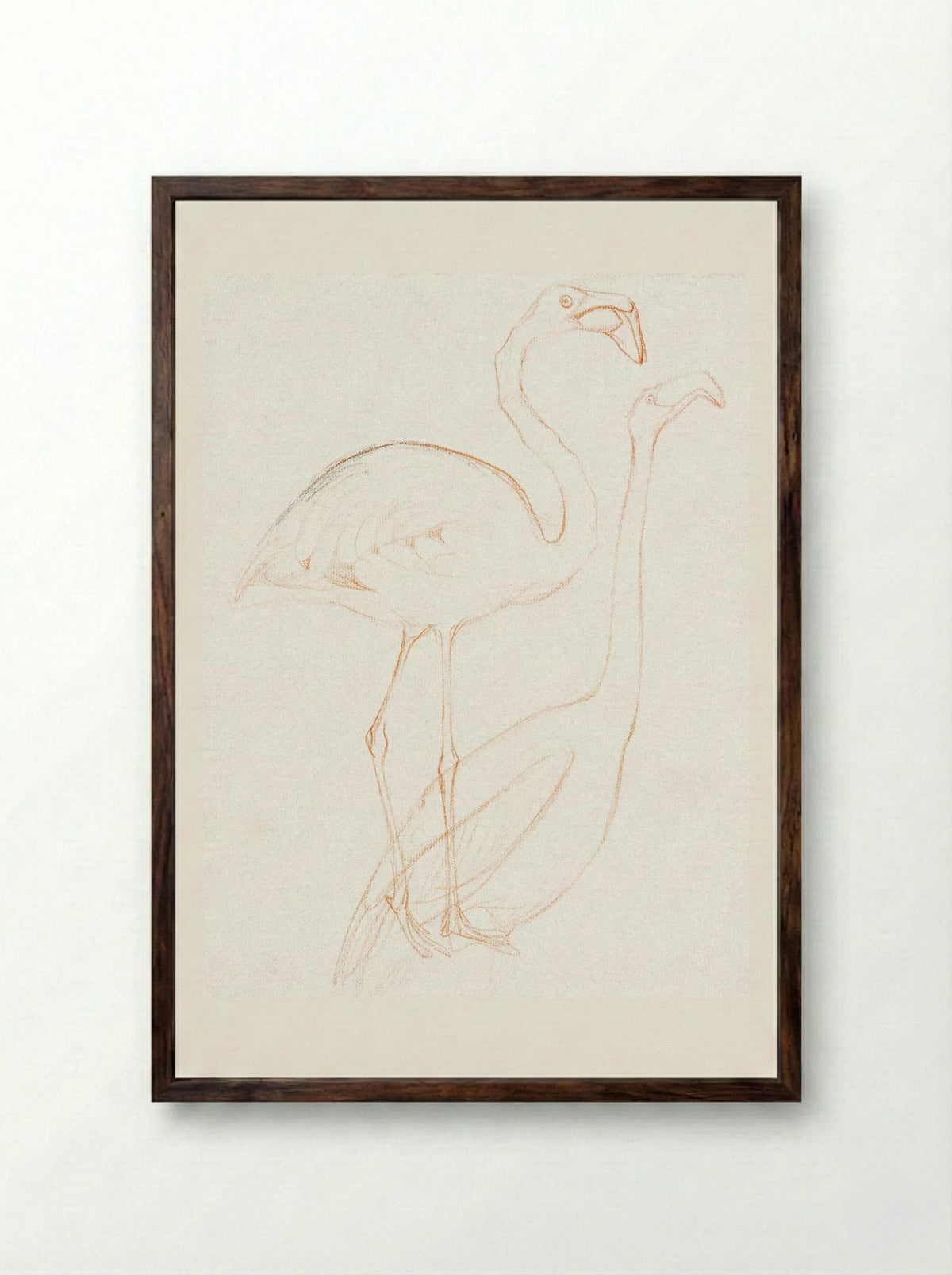 Two Studies of a Flamingo - Theo van Hoytema - Framed Print Dark Wood