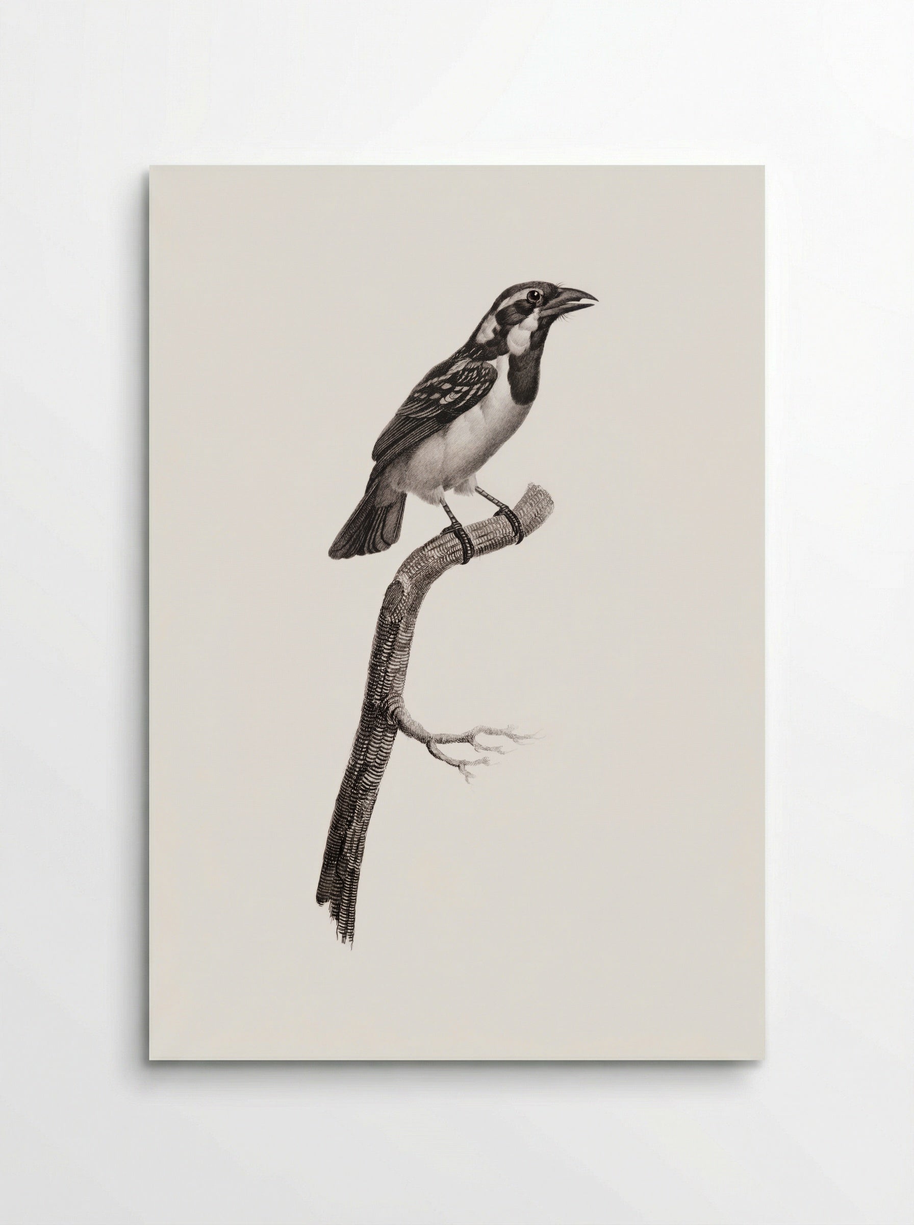 Black-throated Sparrow - Jacques Barraband - Poster